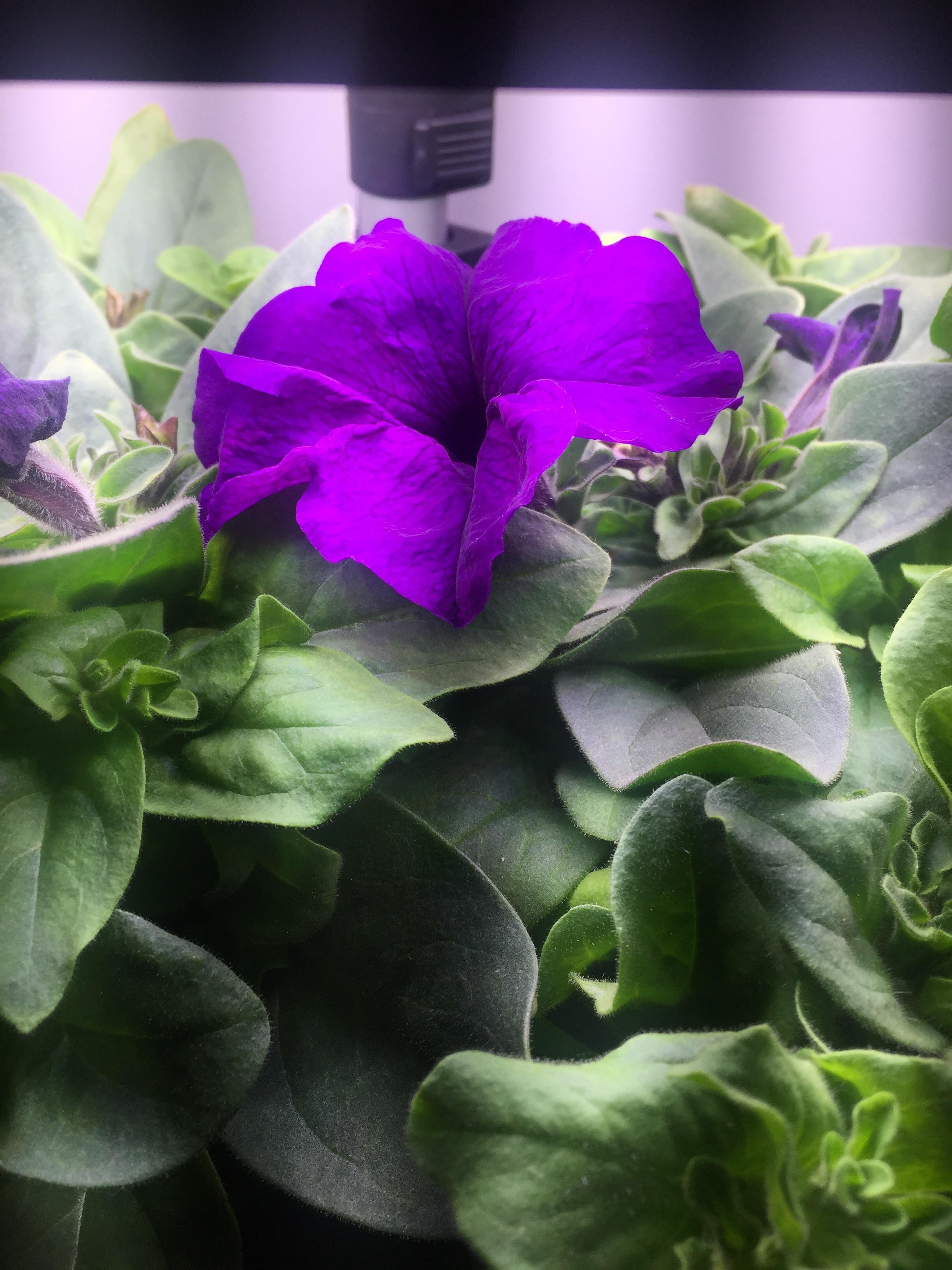 First petunia flower from Aerogarden!