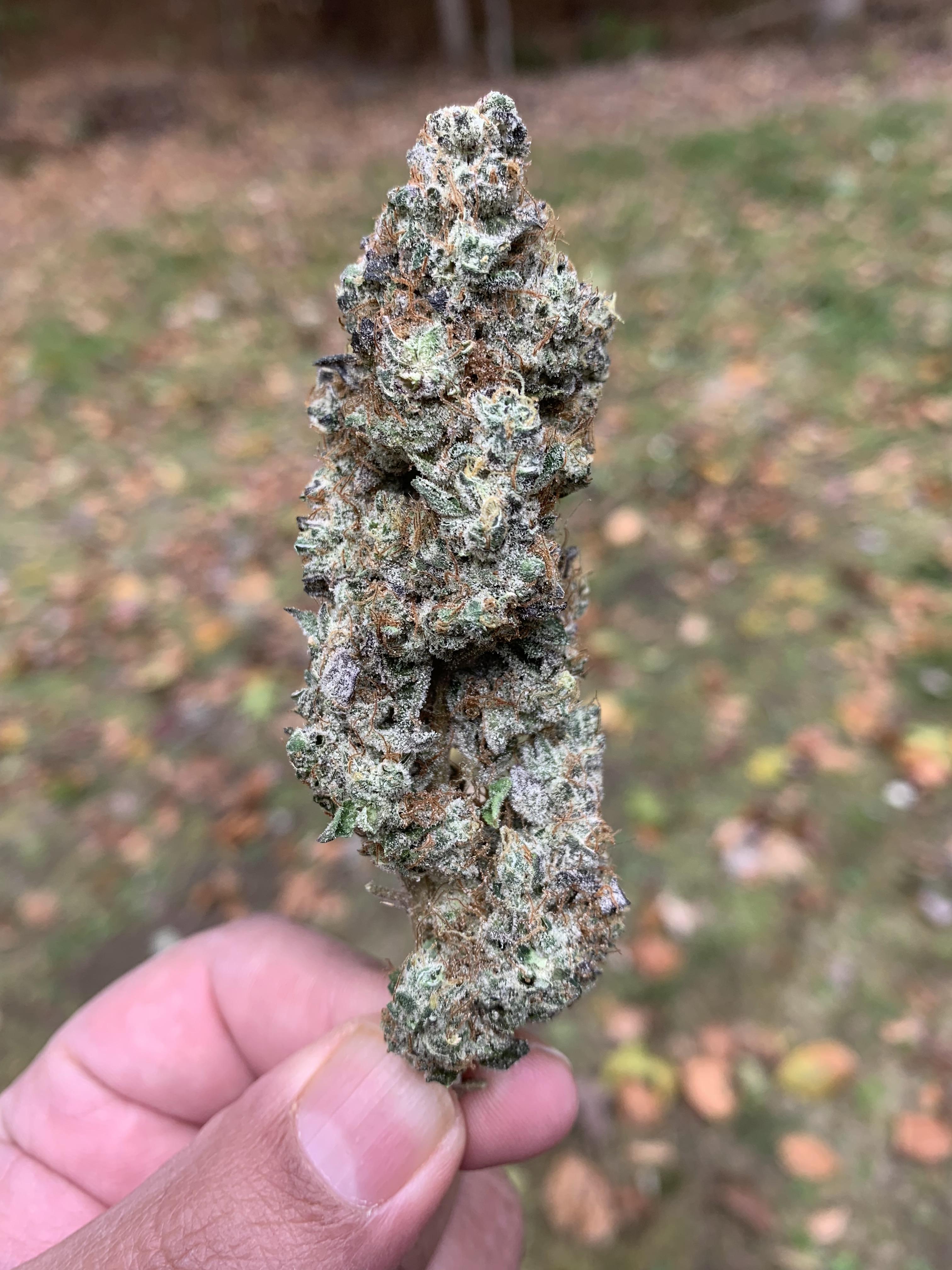 Garlic Cookies aka GMO r/trees