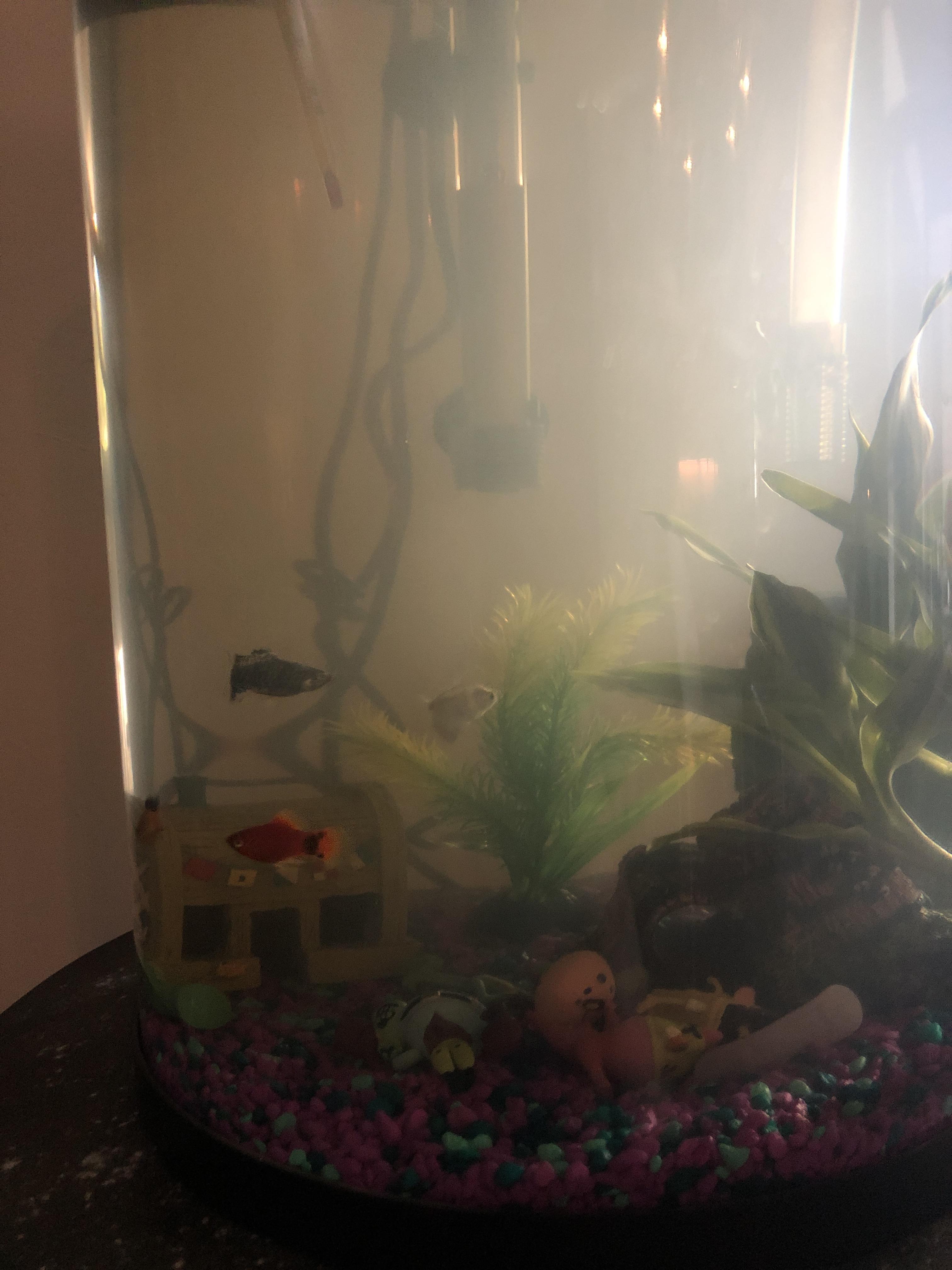 My freshwater tank has been a little murky lately. What does this mean