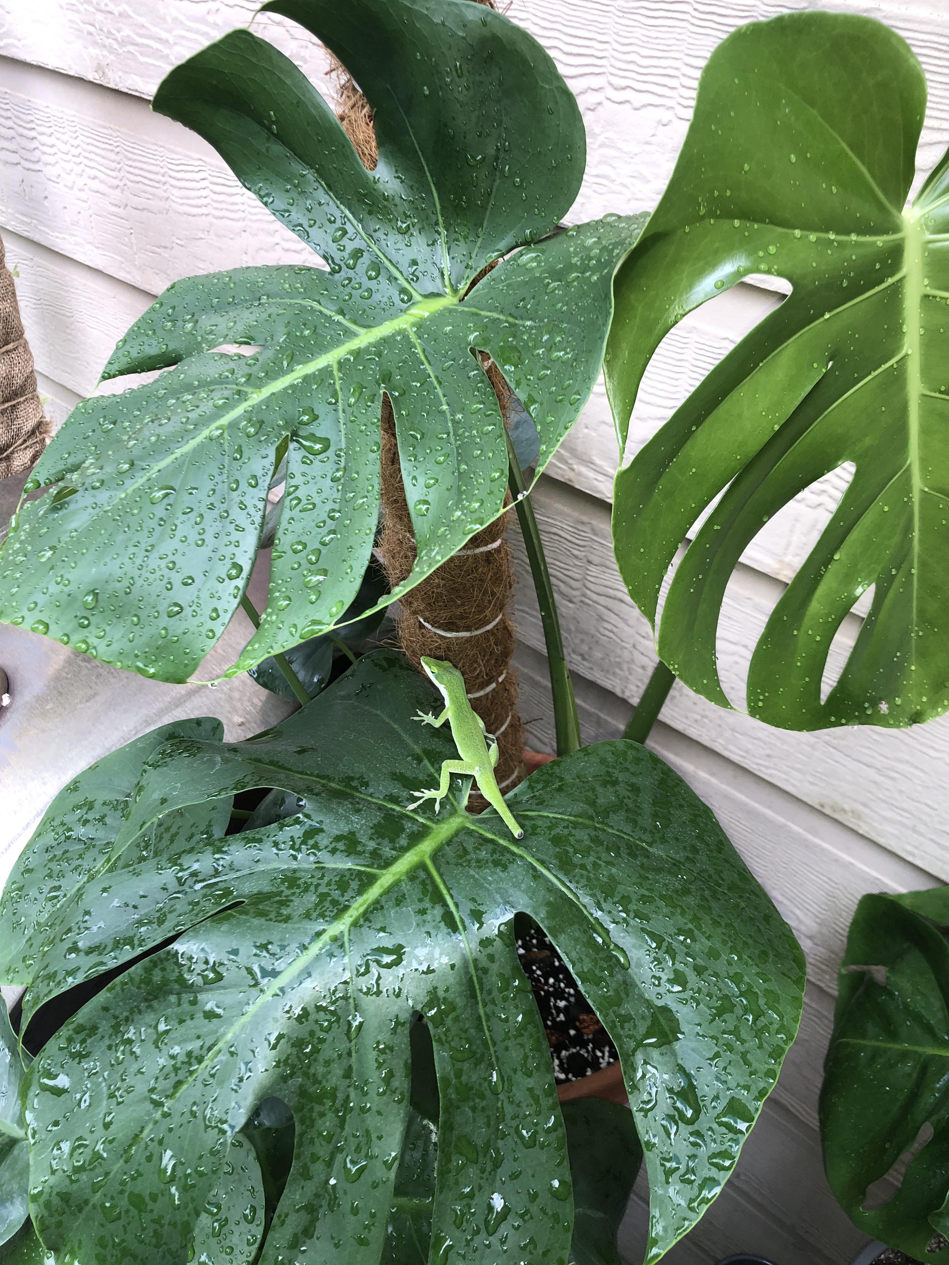 Found this little guy after a nice rain came through. Really loving