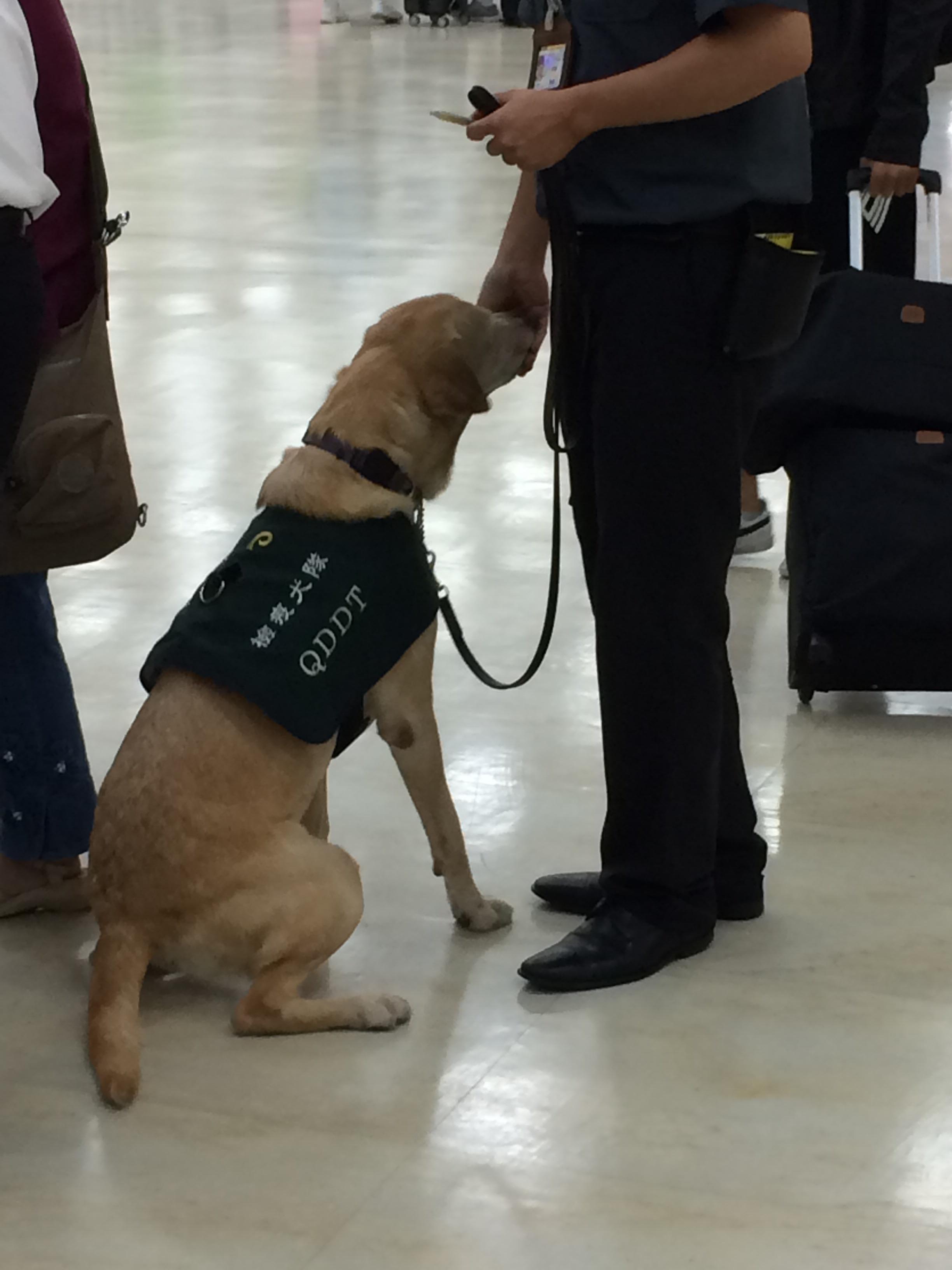 Working airport dog r/dogswithvests
