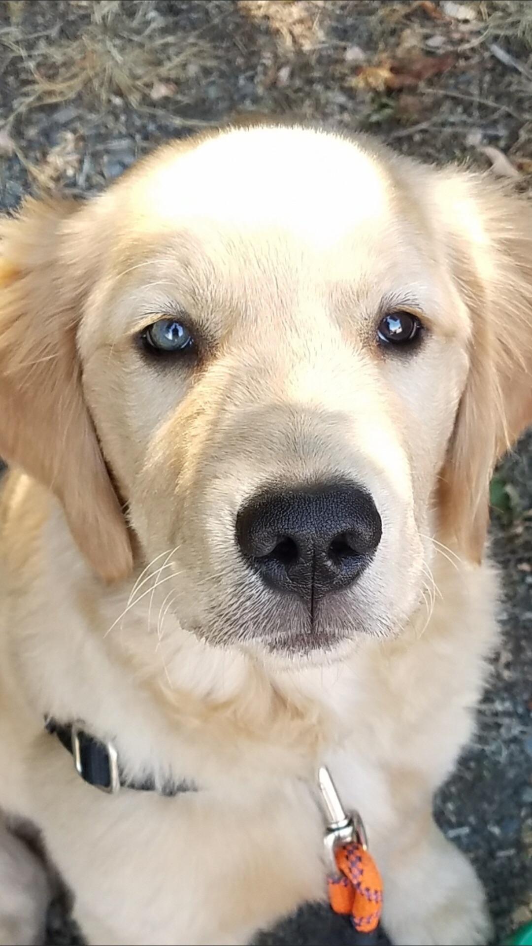 My golden pupper has one blue eye! r/goldenretrievers