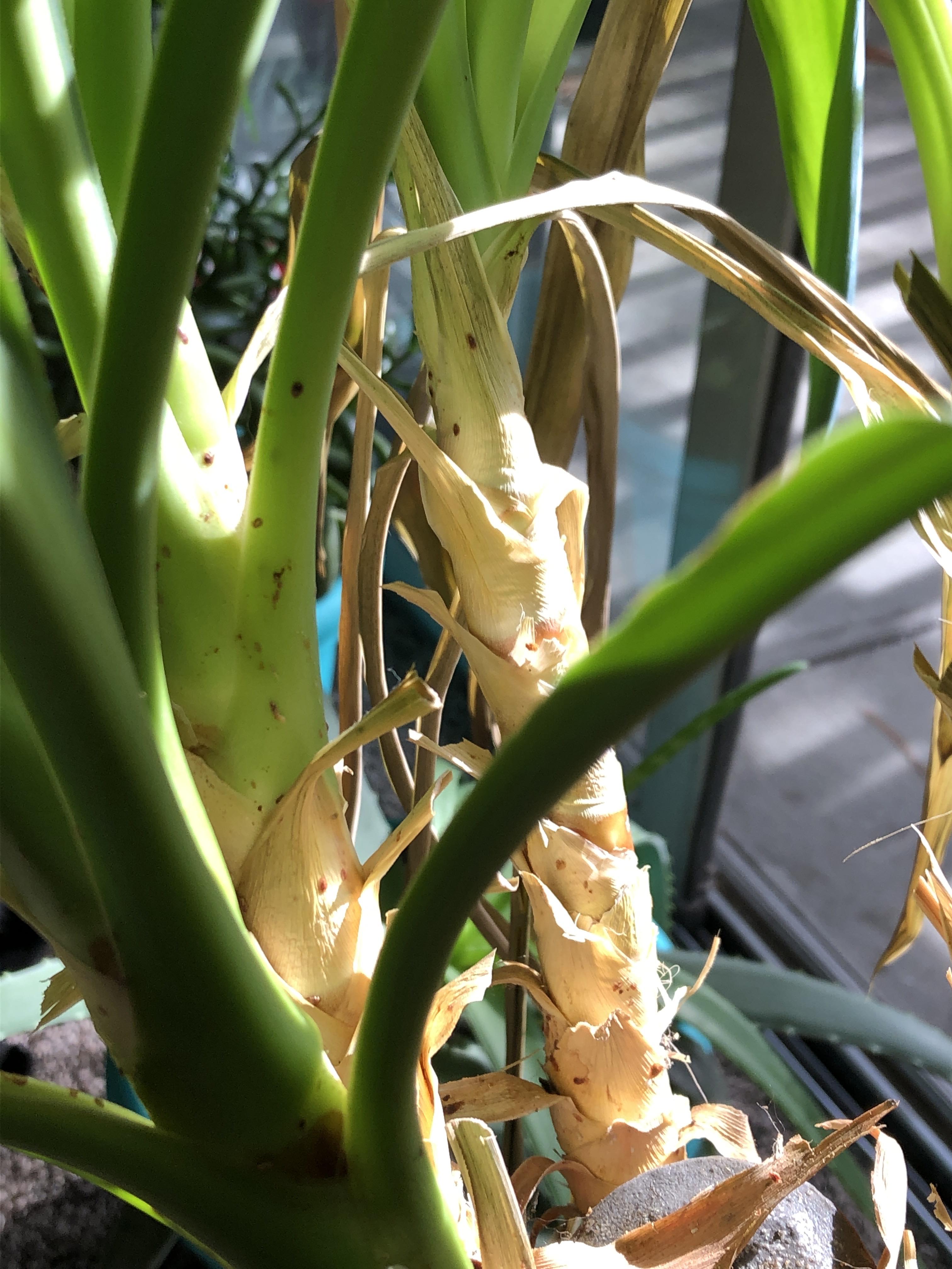 Yucca canelooking sickly with these brown spots on base and leaves r