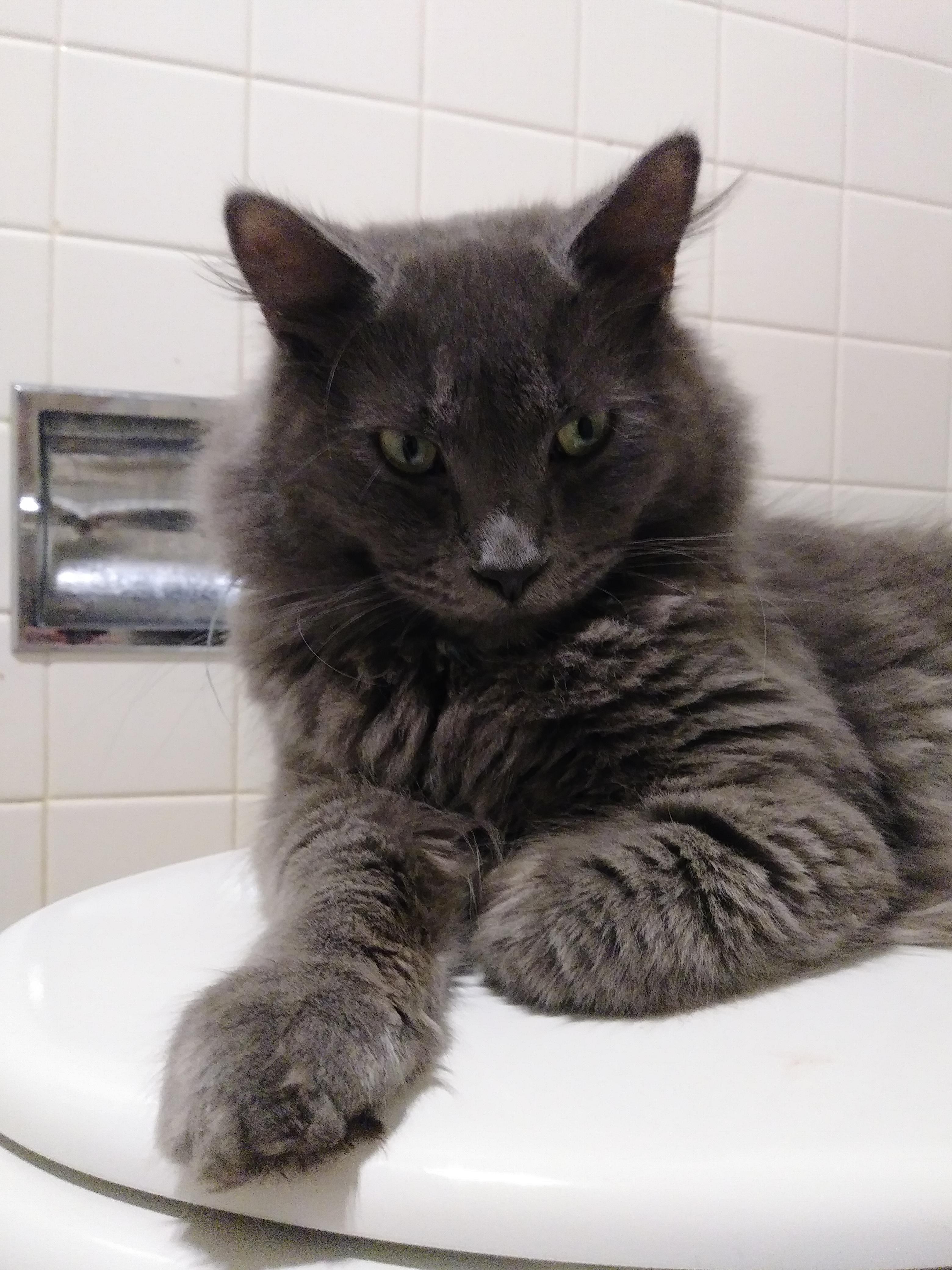 Is my cat part maine coon? r/cat