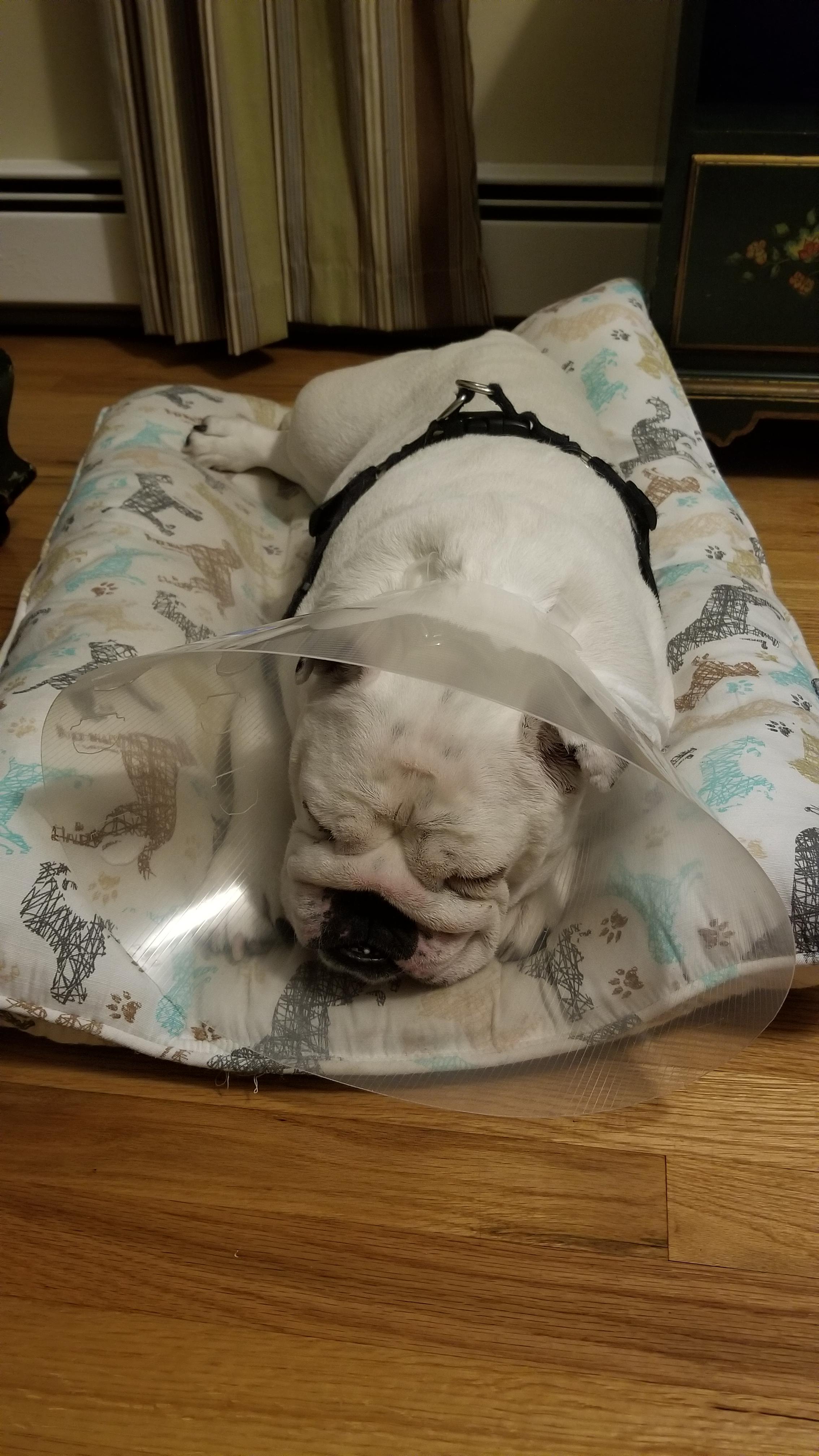 Eye drop help! Penny scratched her eye, and got the cone. We have to