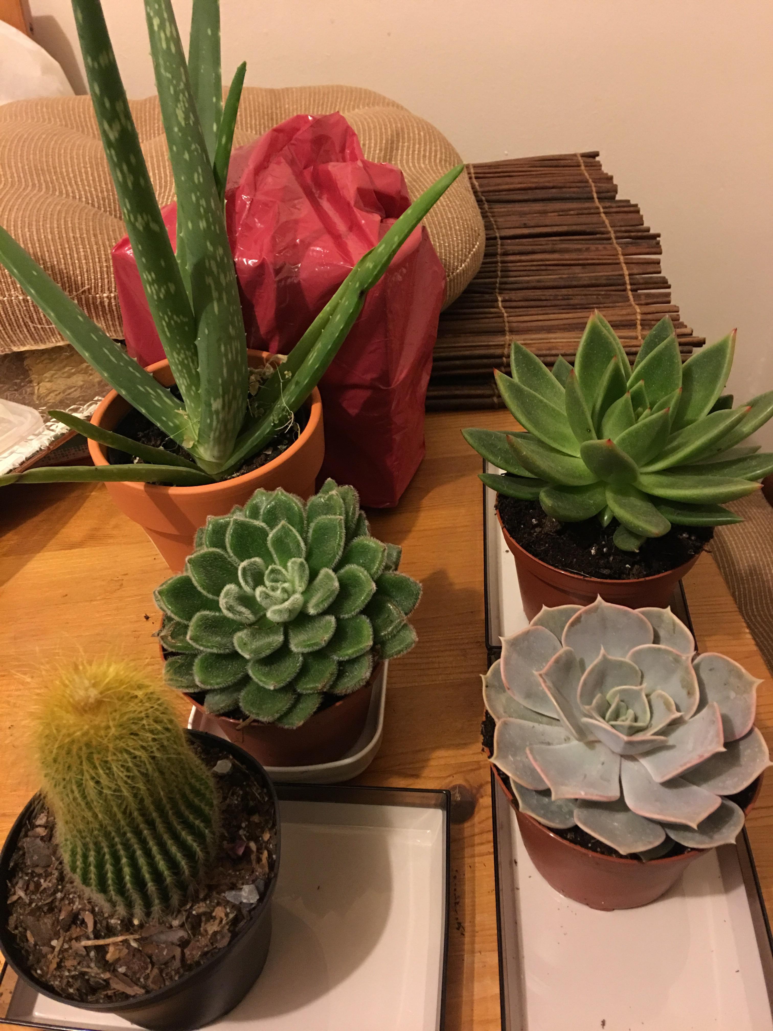Home Depot finds Can you help me identify all the plants (genus and