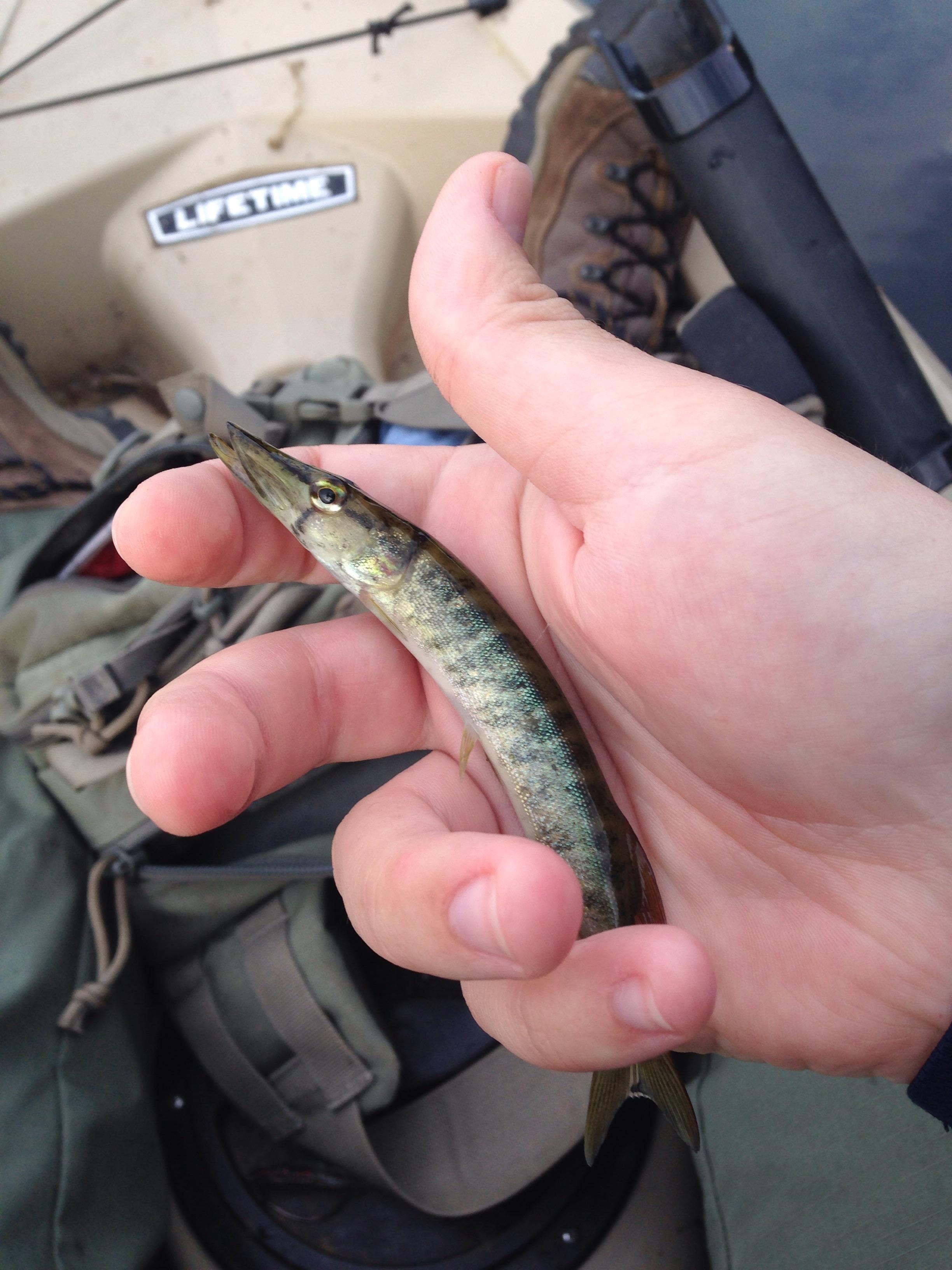 Tiny but handsome Chain Pickerel central Maine r/Fishing