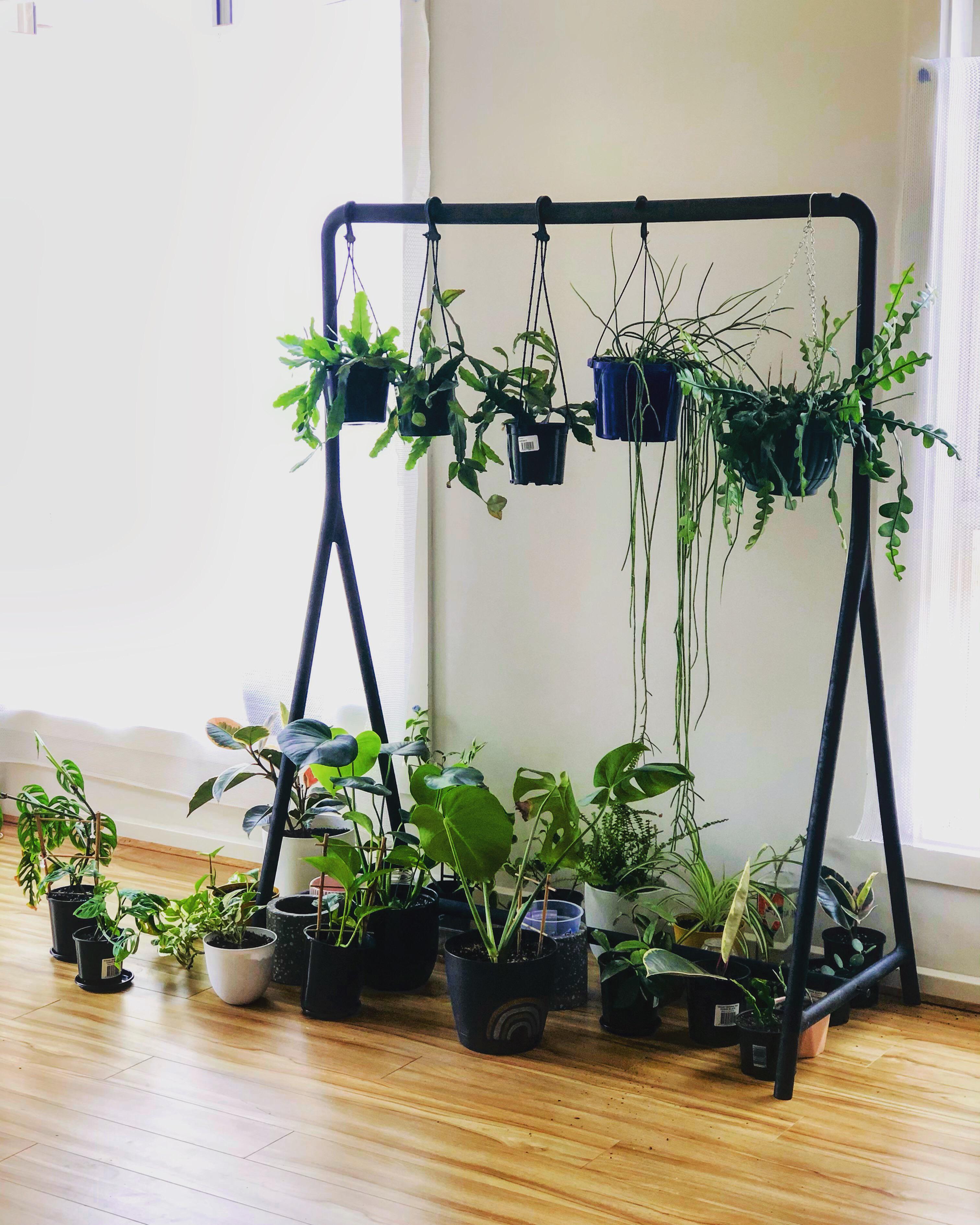Finally got a ‘plant’ rack for my hanging babies
