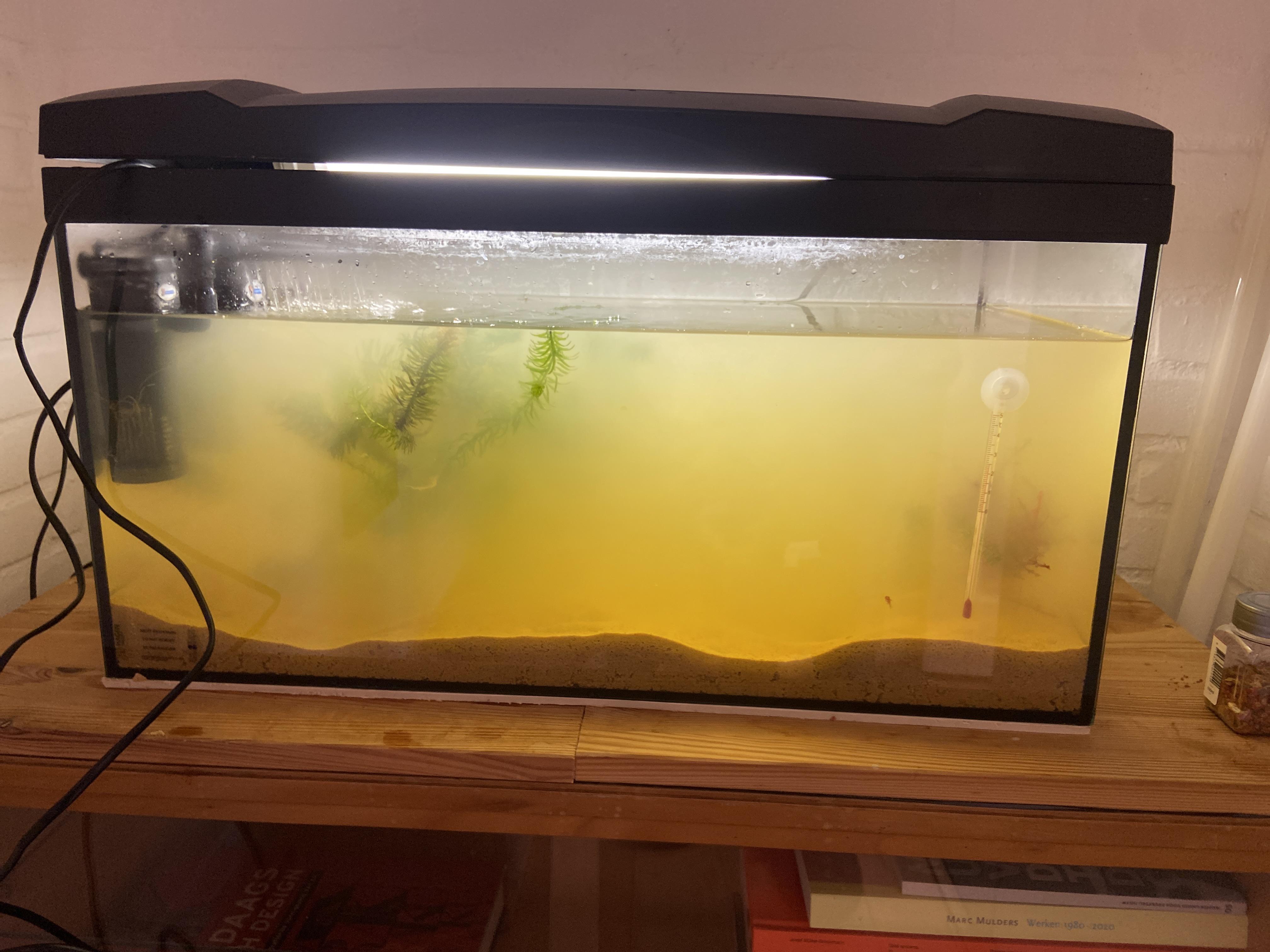 So i just changed my gravel to sand and well this happened. I put in the fish because i couldn’t