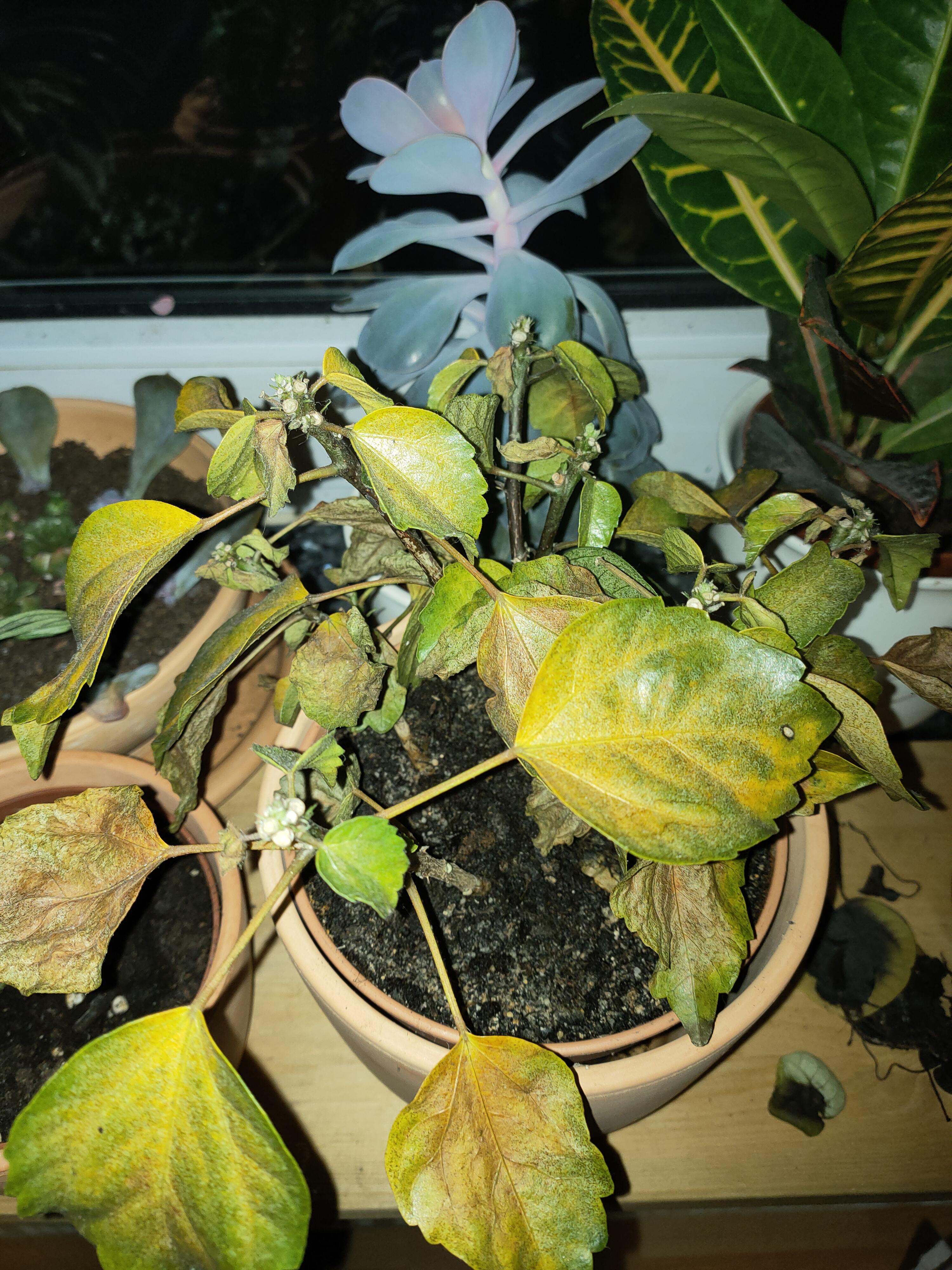 why is my hibiscus plant dying r/plantclinic