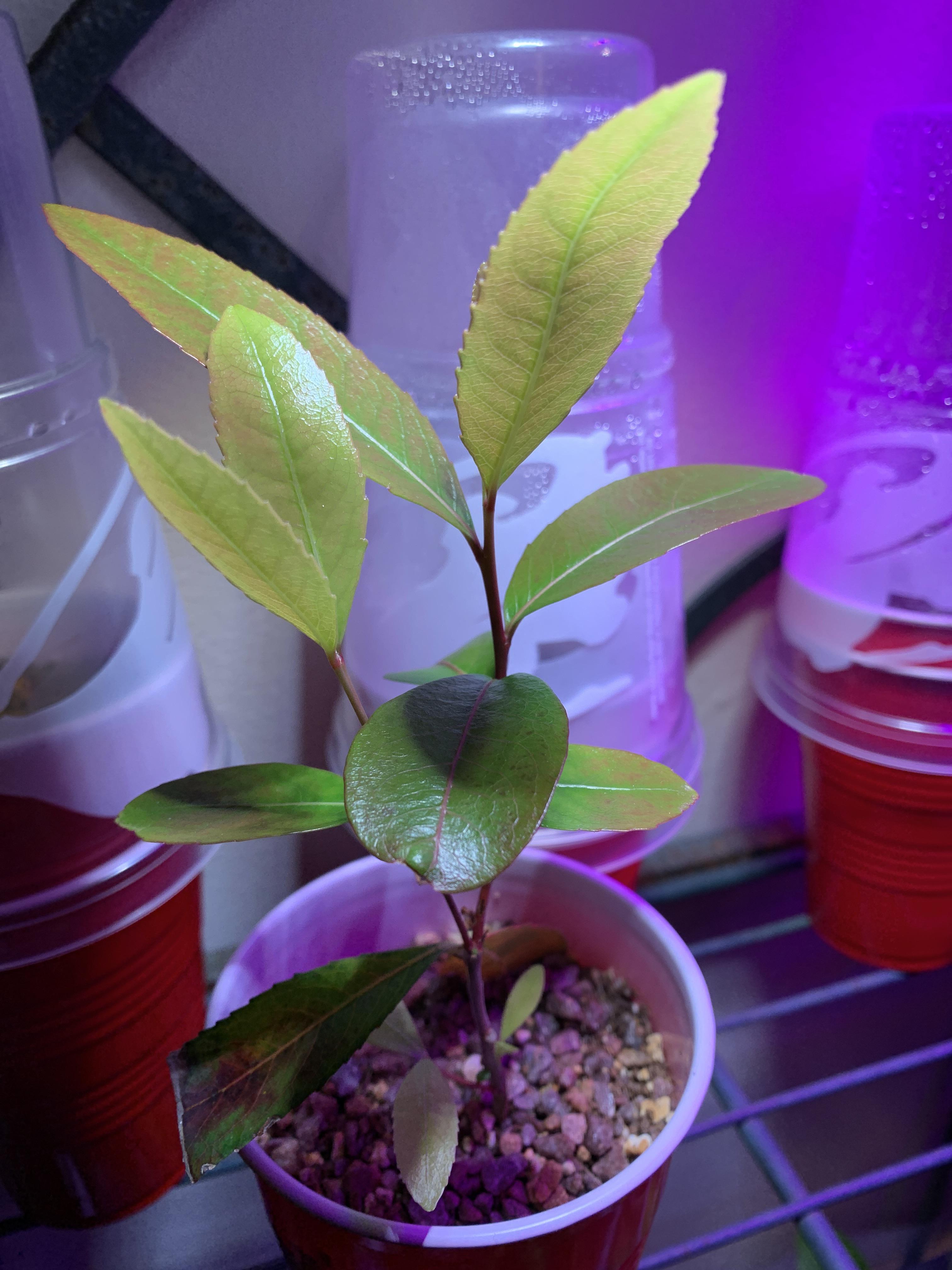 113 best Khat images on Pholder Druggardening, Khat Growing and