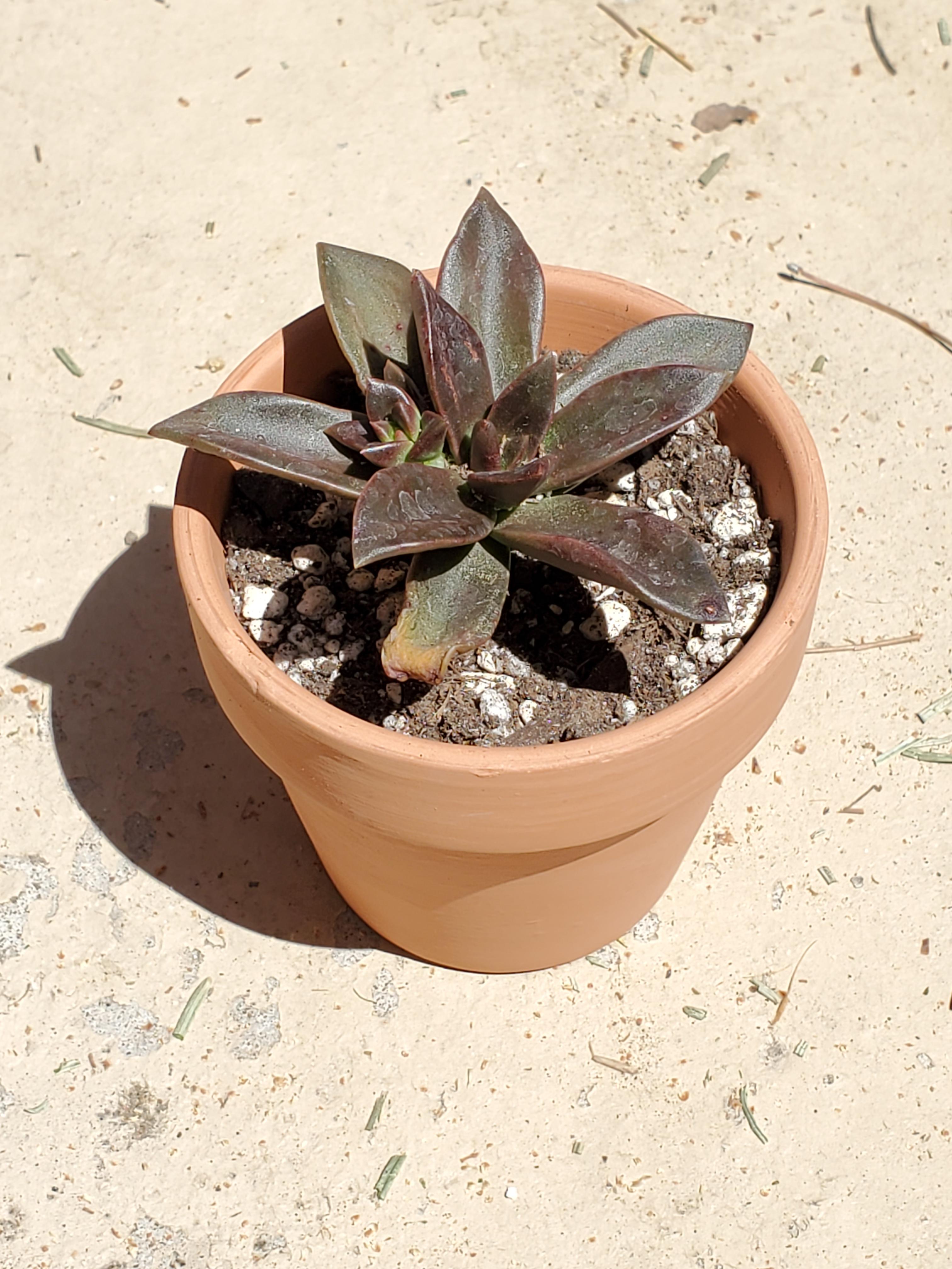 New addition! Echeveria 'Licorice' r/succulents