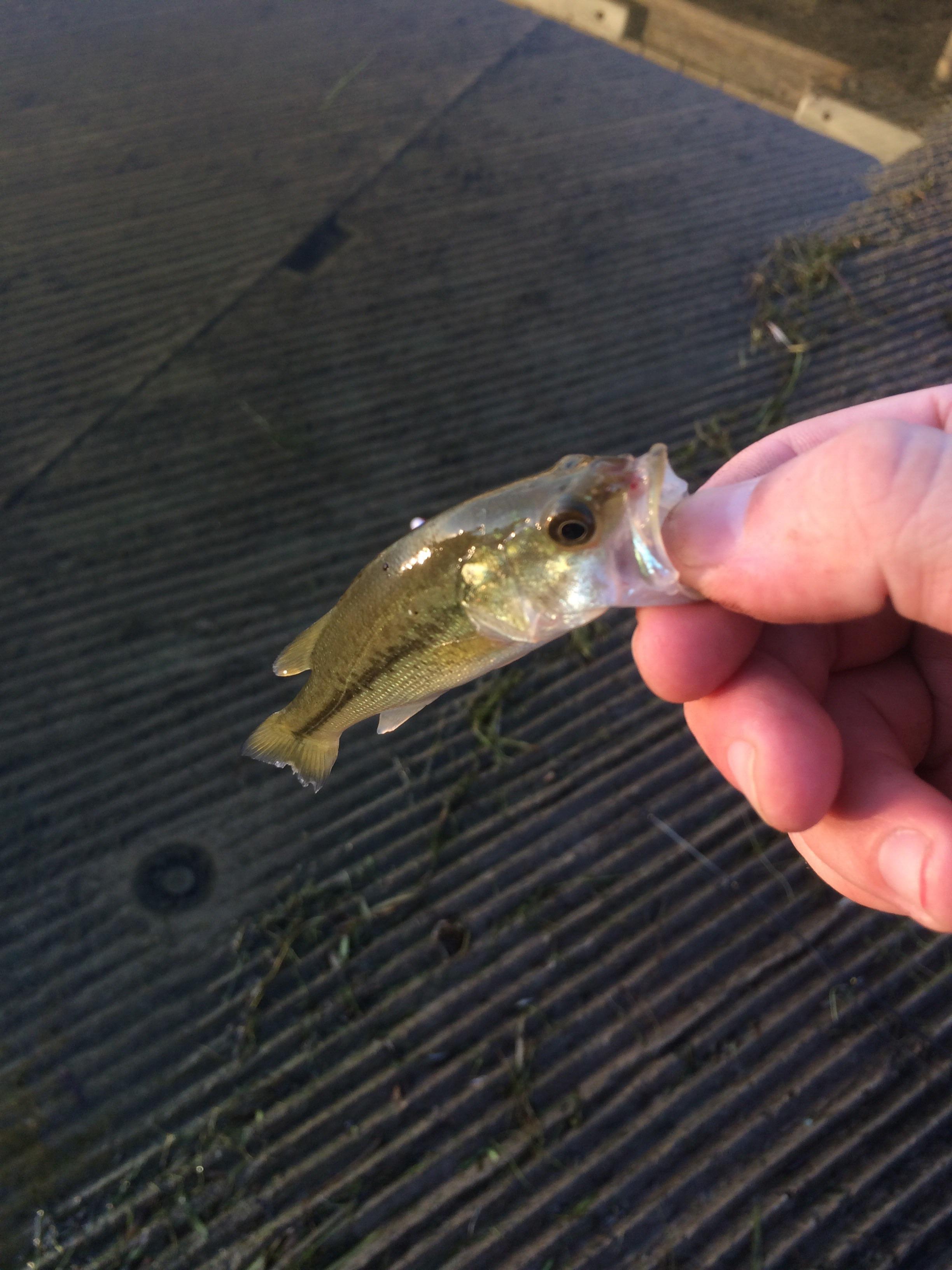 This absolute unit (Camp Lake, WI) r/Fishing