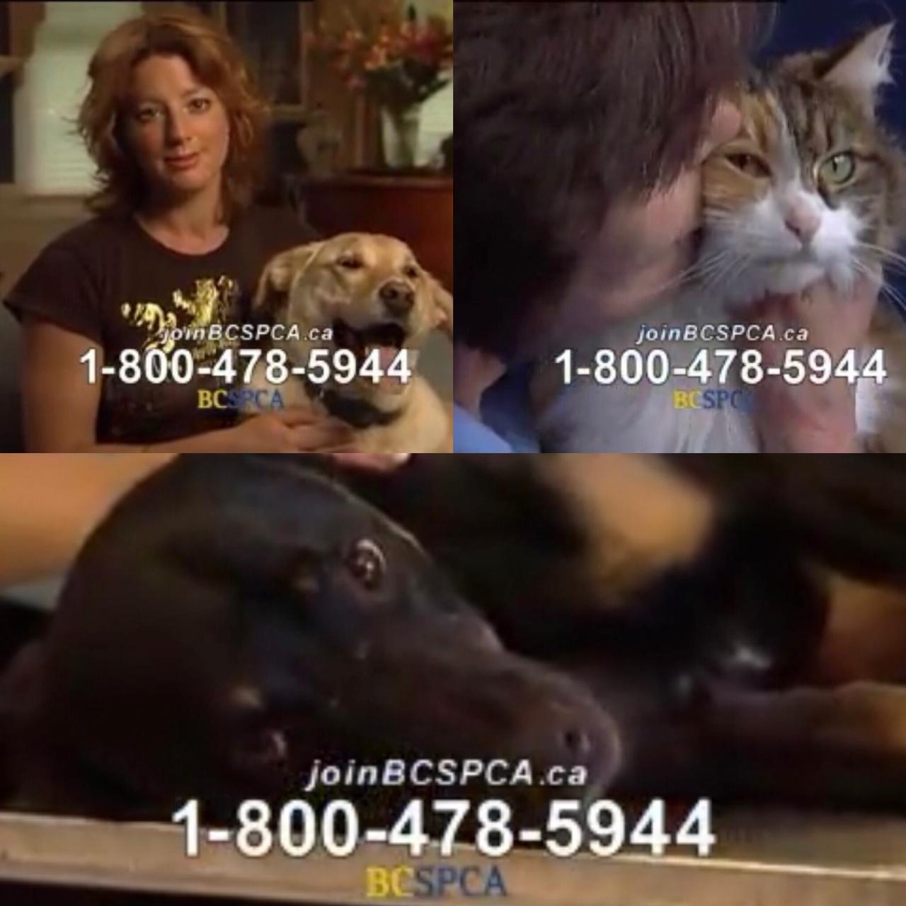 That Sarah McLachlan Animal Cruelty Commercial that used to come on and