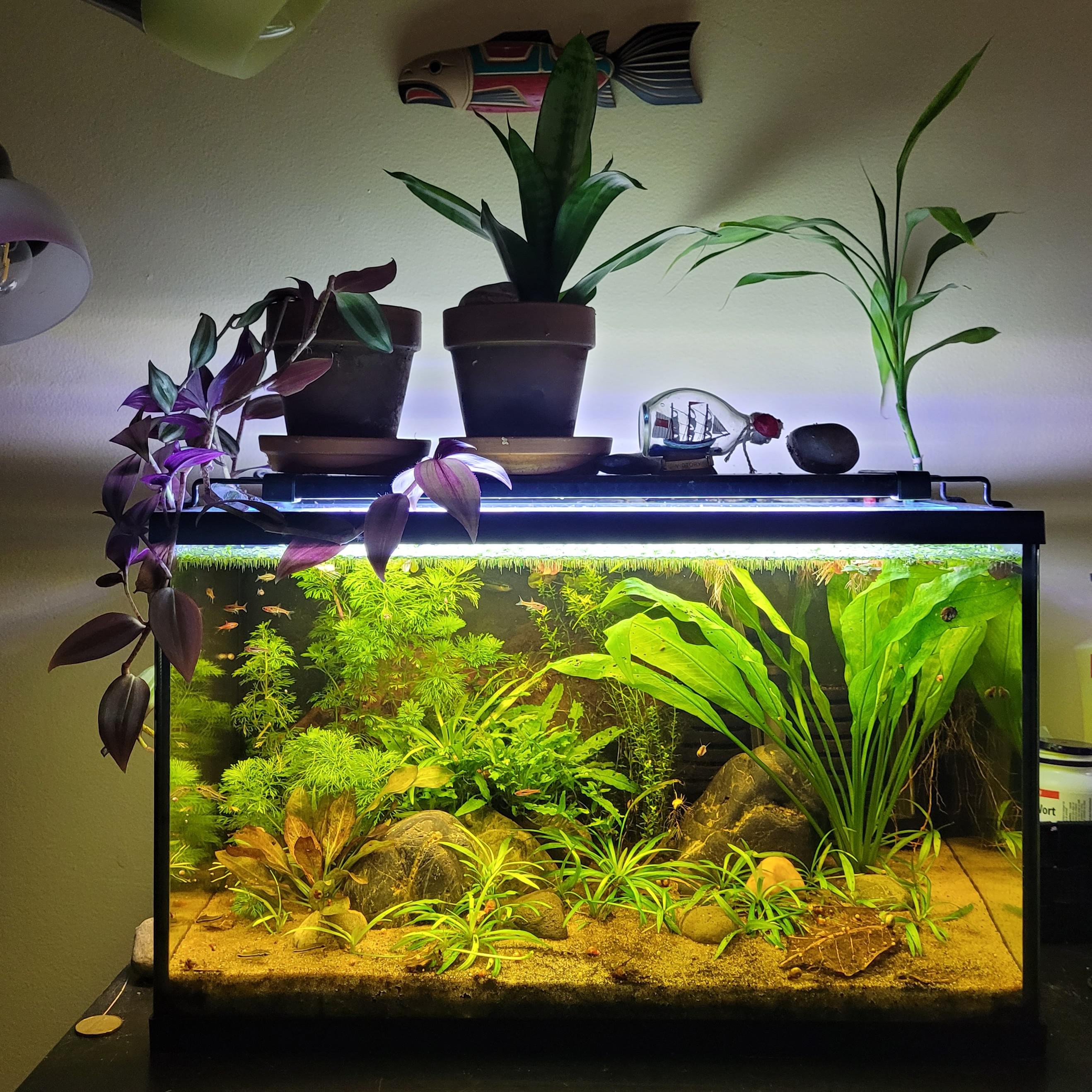 10 gallon planted blackwater tank. Very happy fish, adequately happy