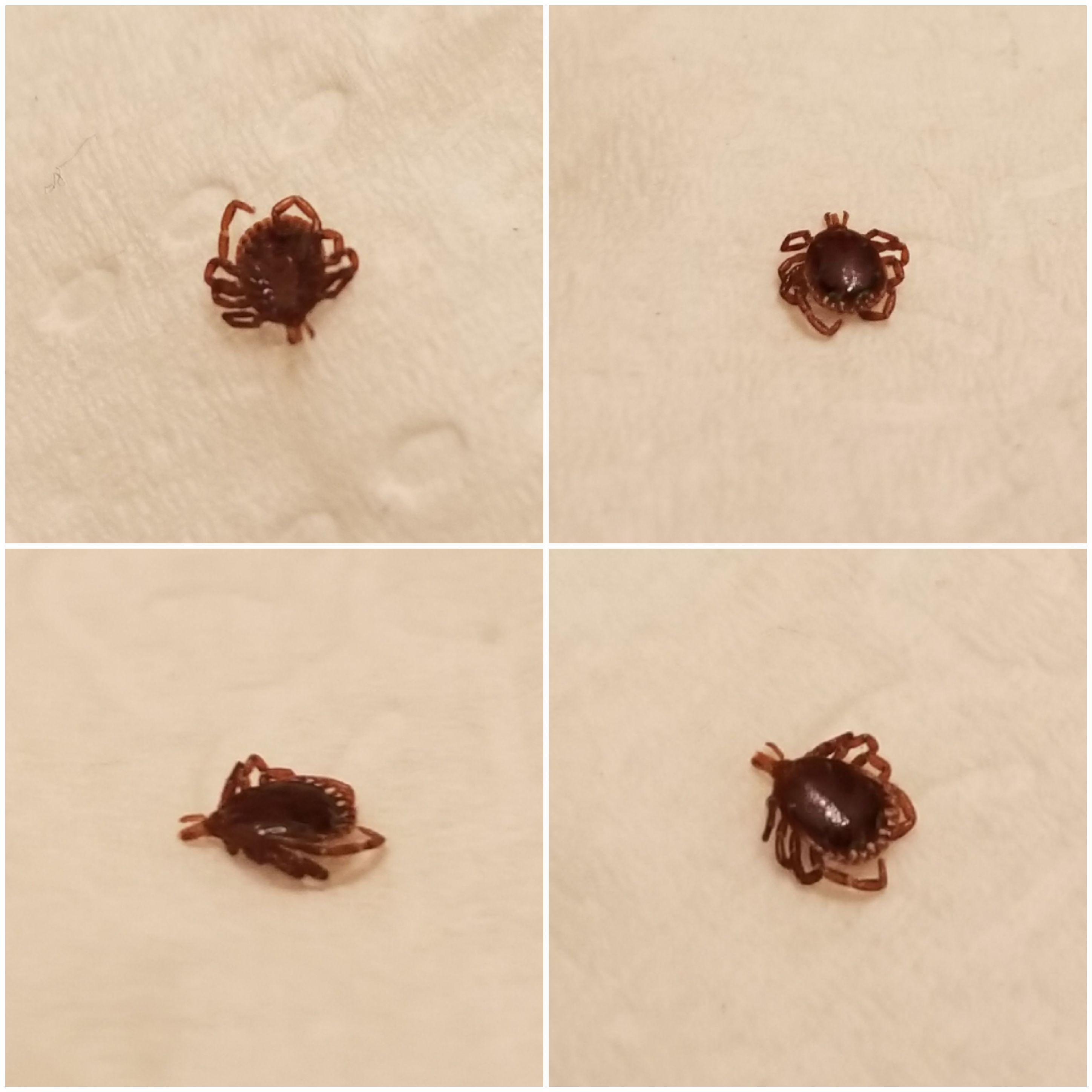 Got a tick bite in the Ozarks in Arkansas today. The mouth parts appear