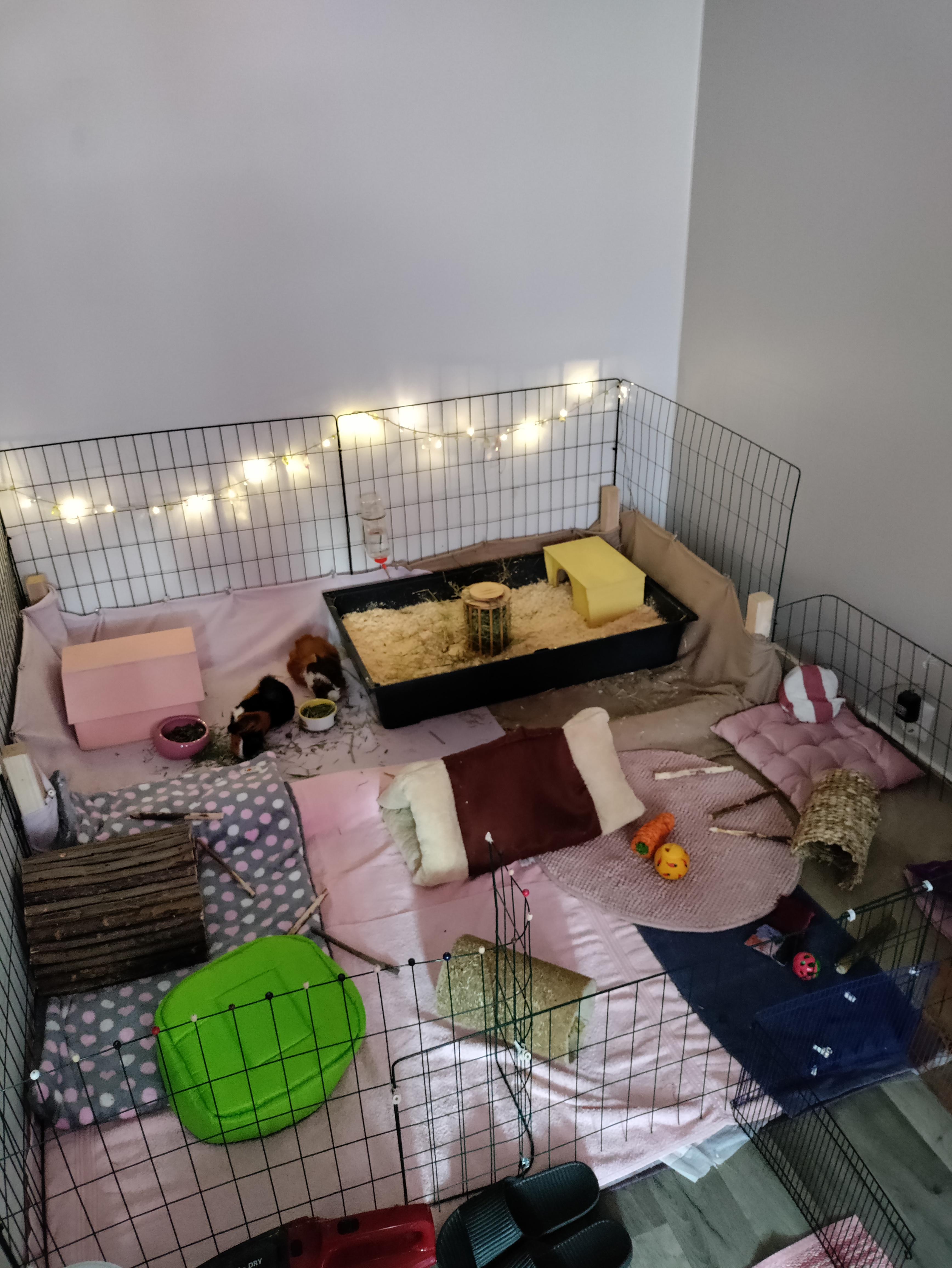 my guinea pig's cage r/guineapigs