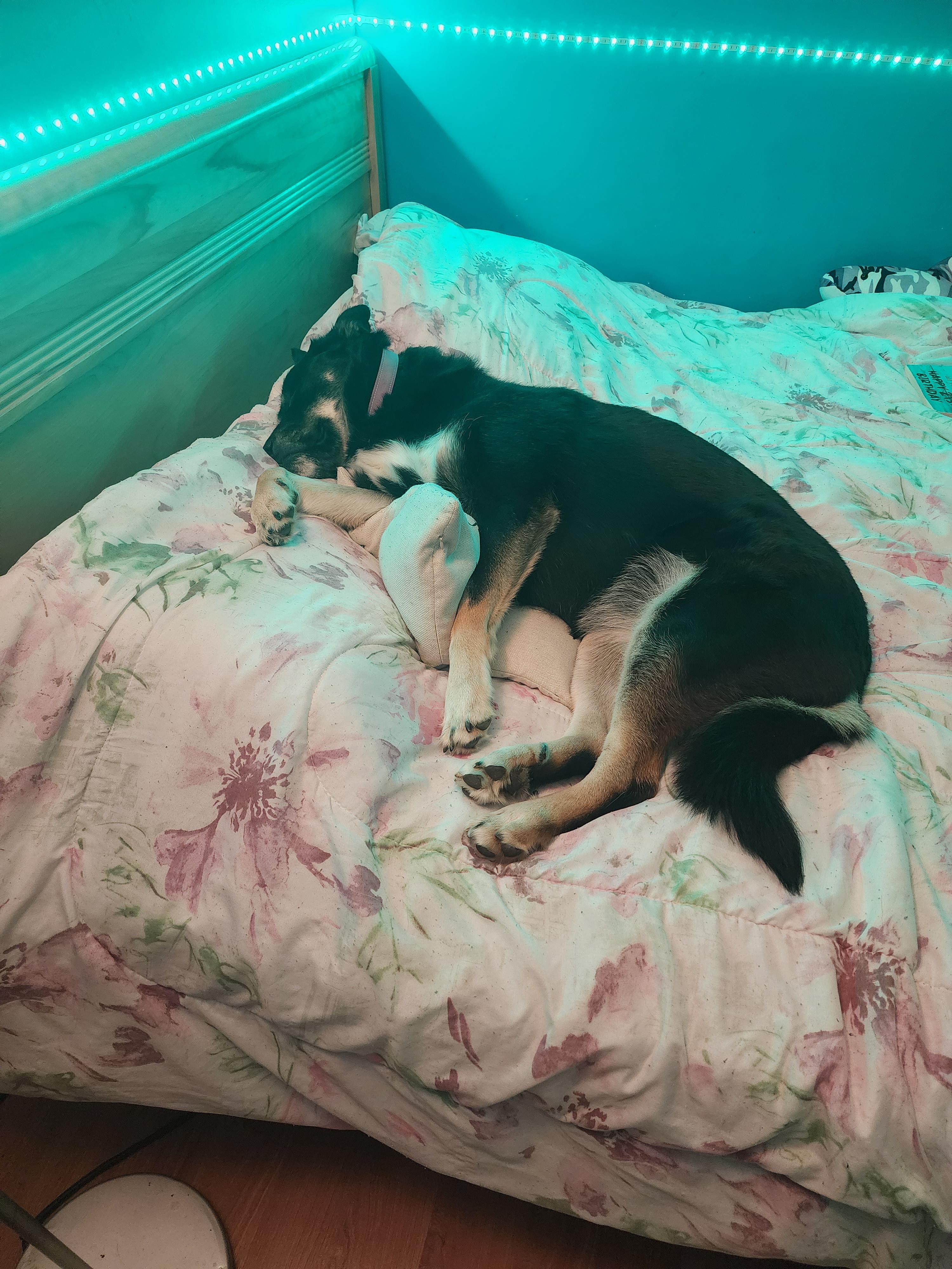 My dog fell asleep on my bed last night r/Awww