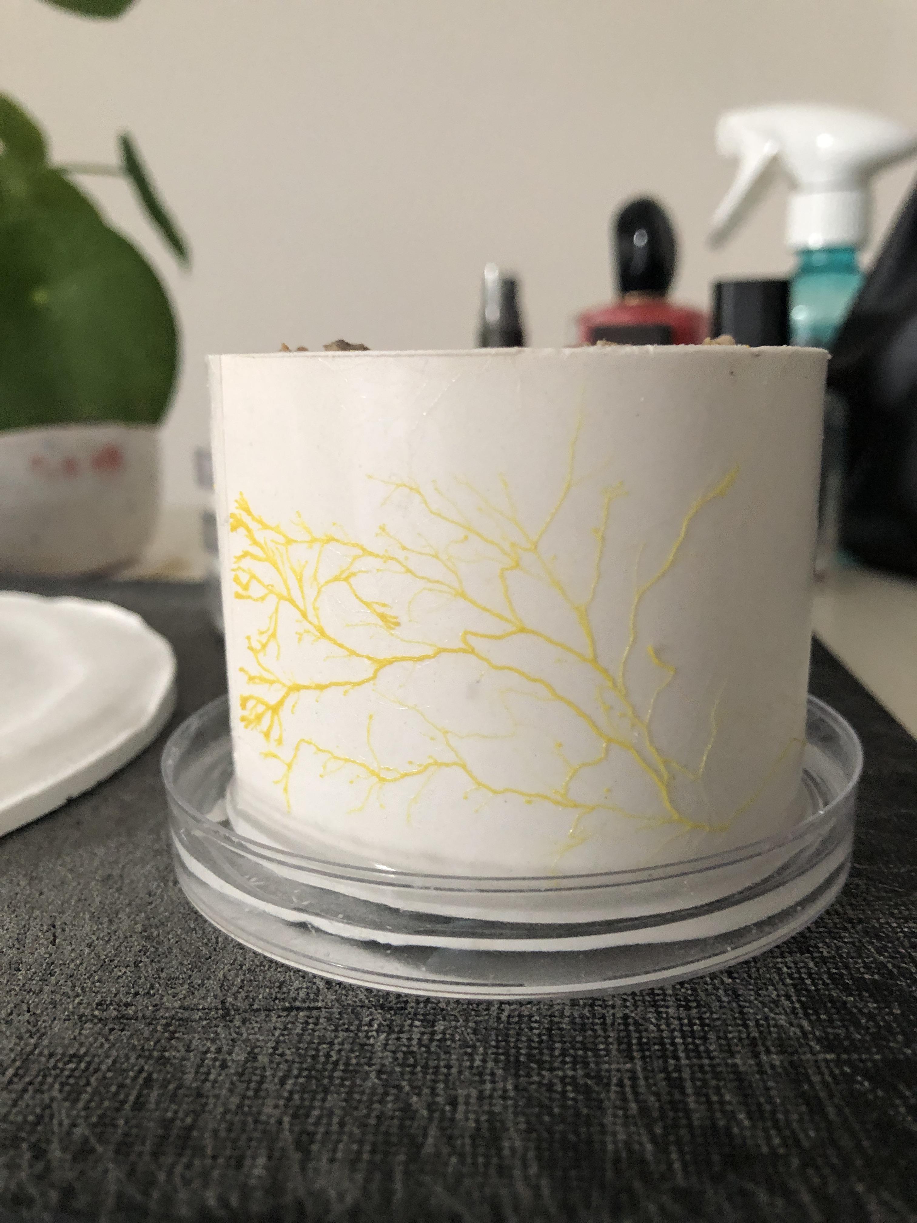 I am currently working on slime mold for my graduation. I want to grow