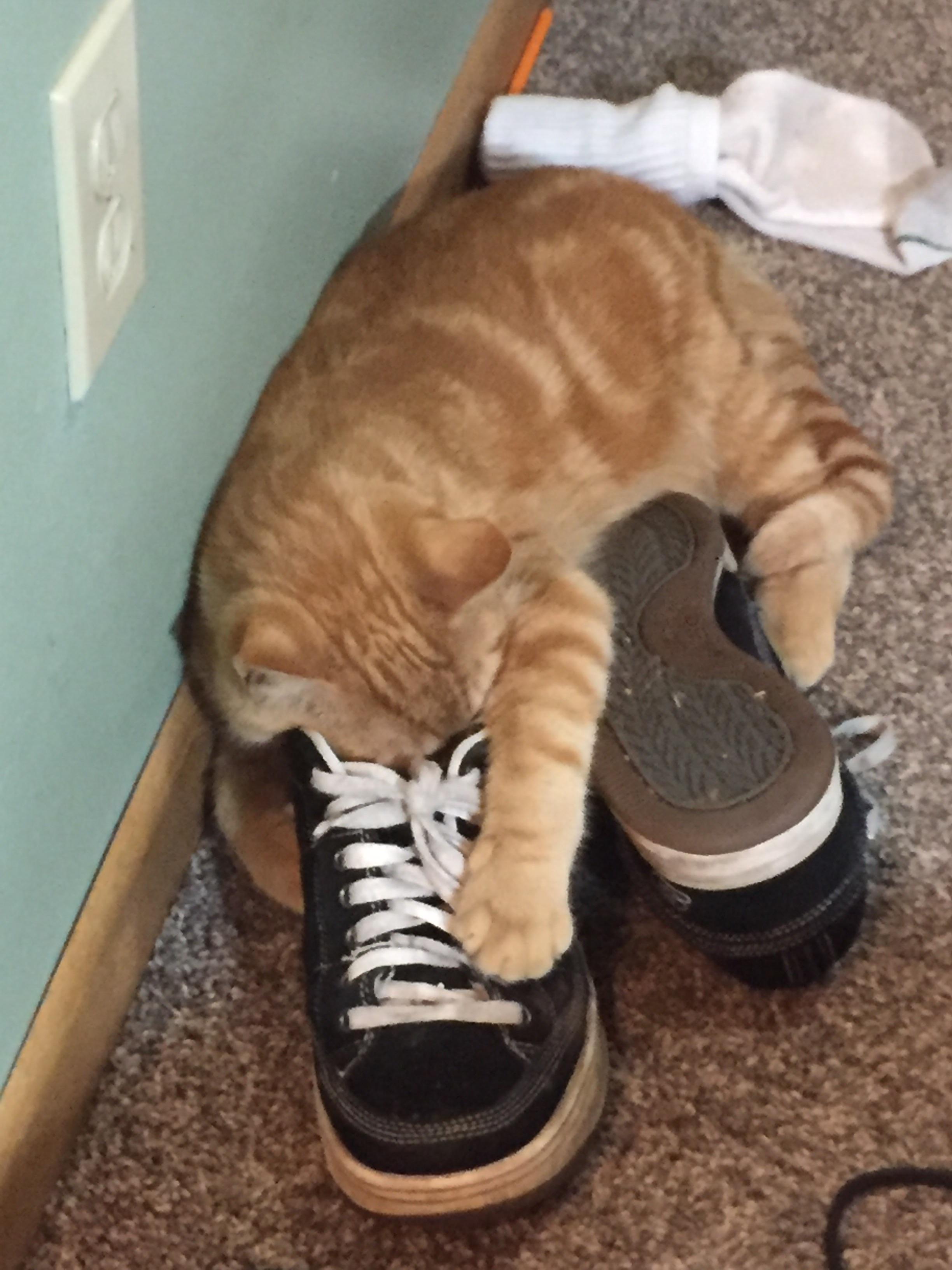 Cat fell asleep in my husband’s shoe. r/aww