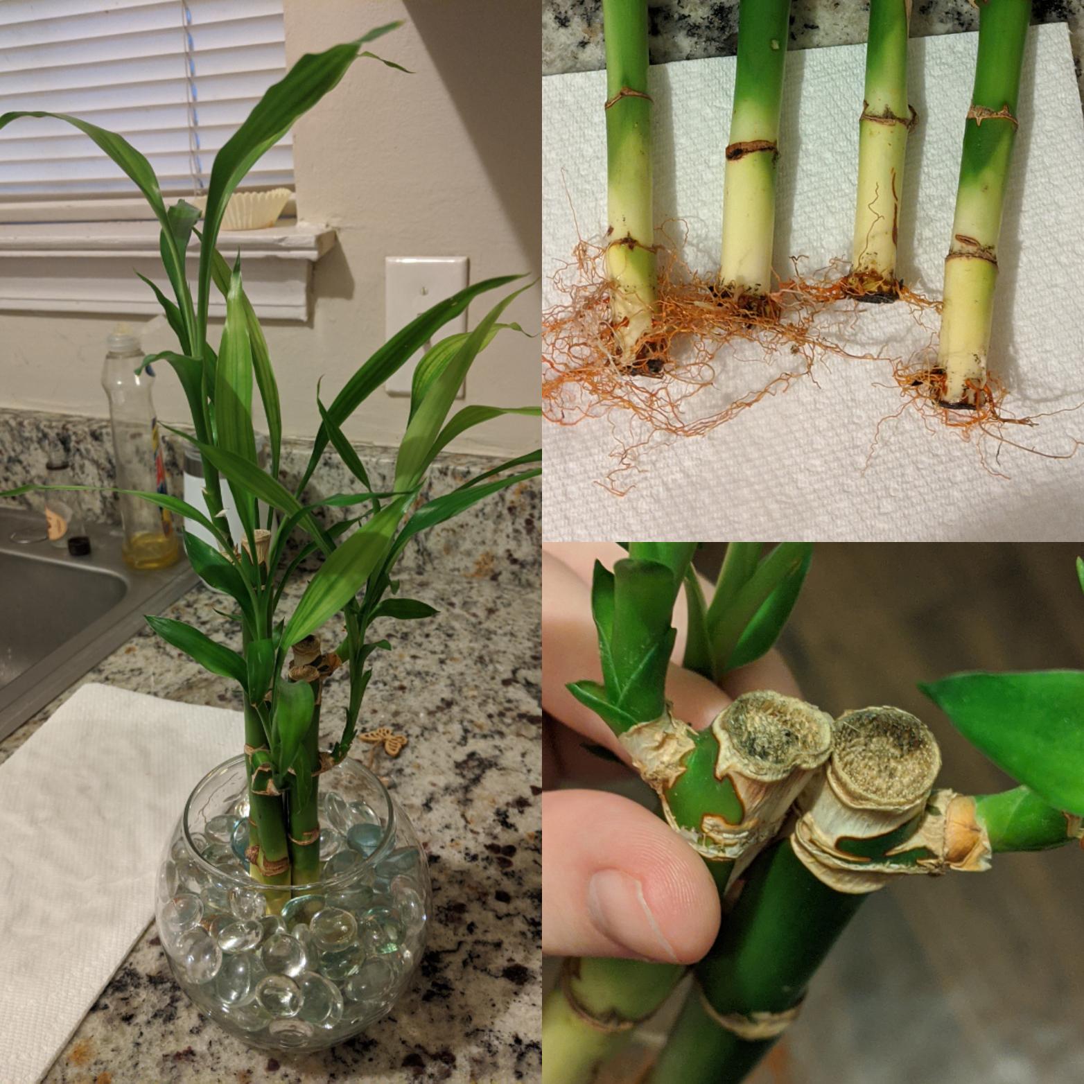 Is my lucky bamboo healthy? I decided to repot it today because the