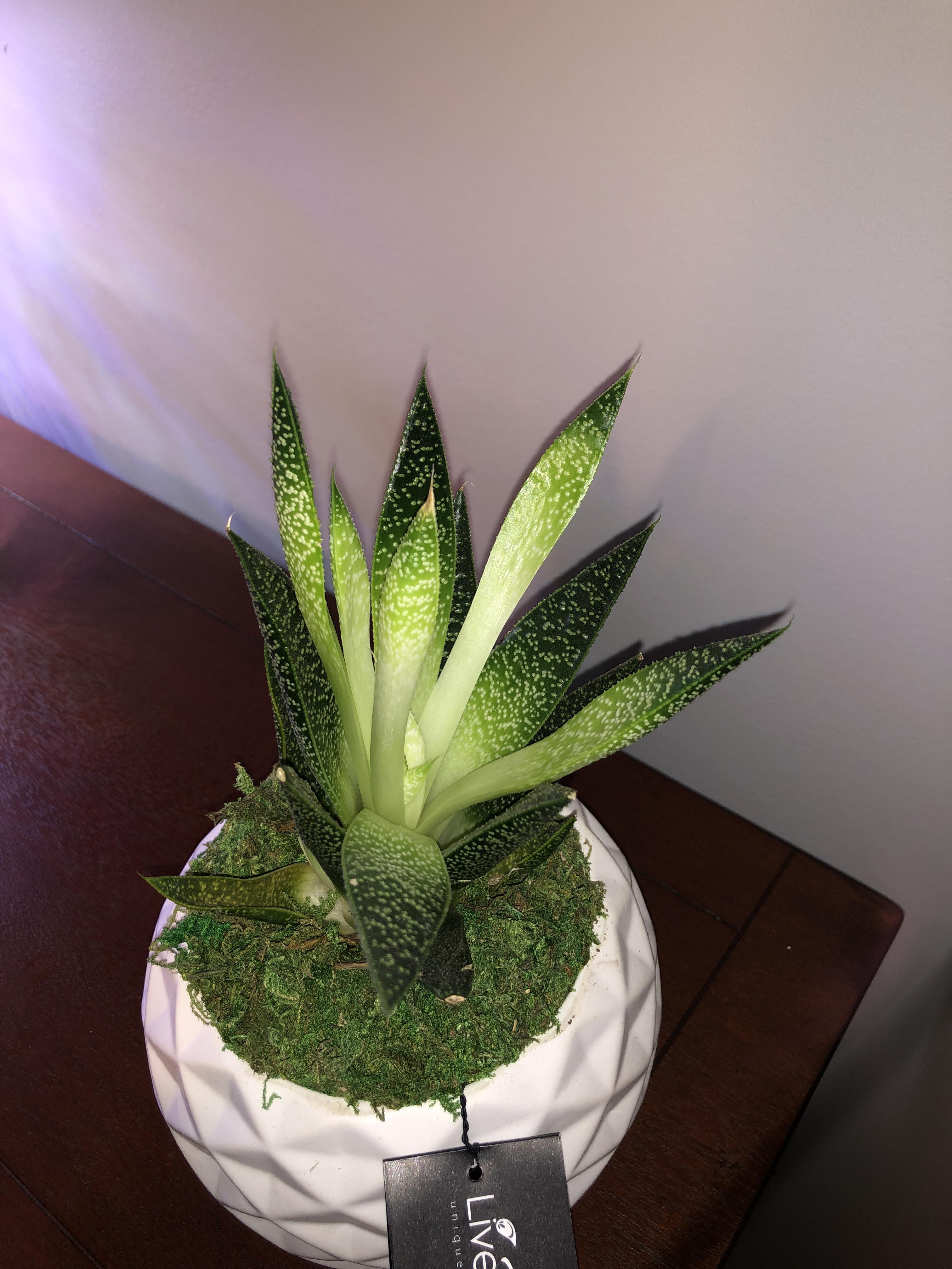 What’s wrong with my Moms’s plant? It’s turning light green and limp