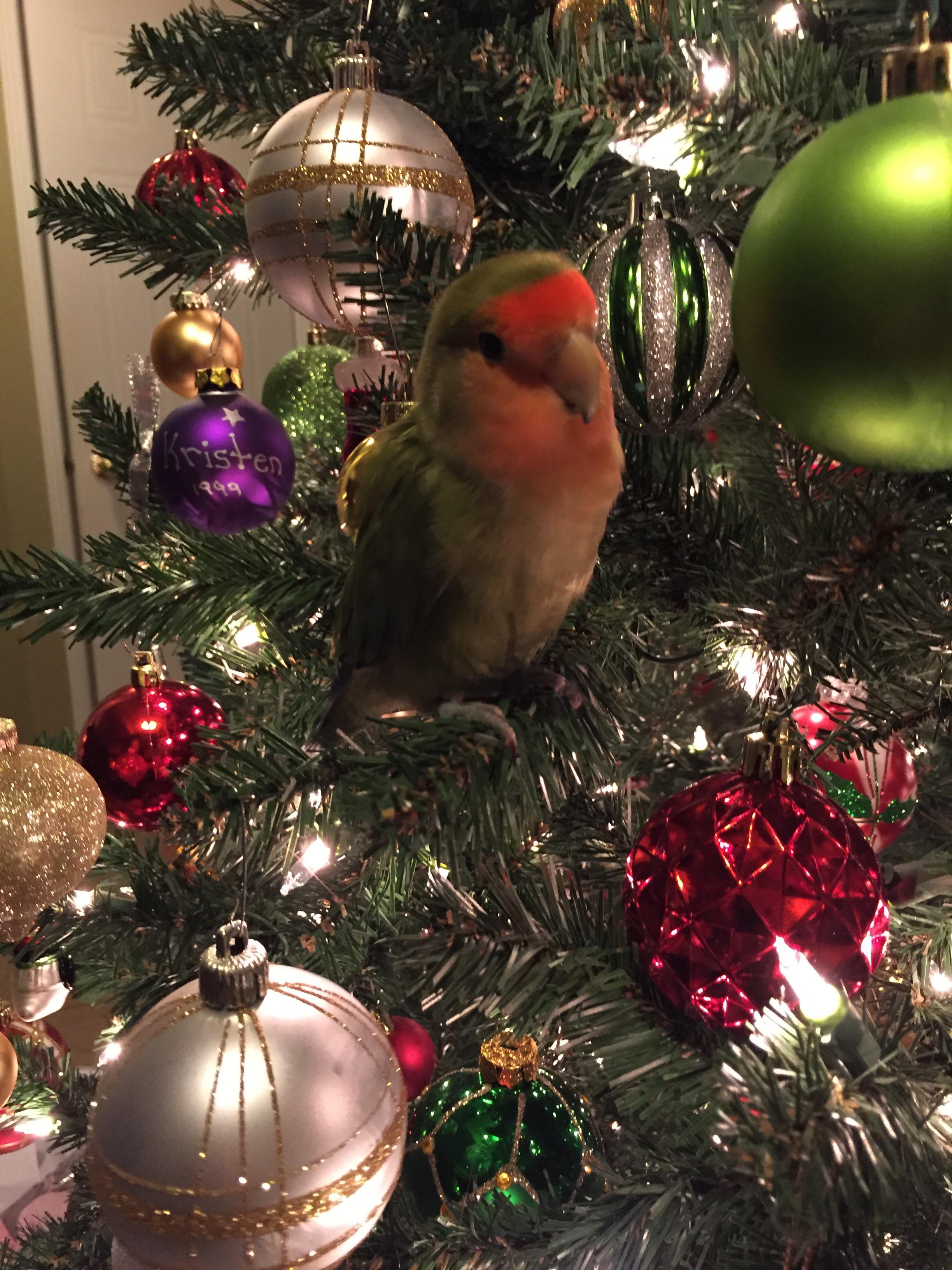 Merry Christmas, everyone! r/parrots