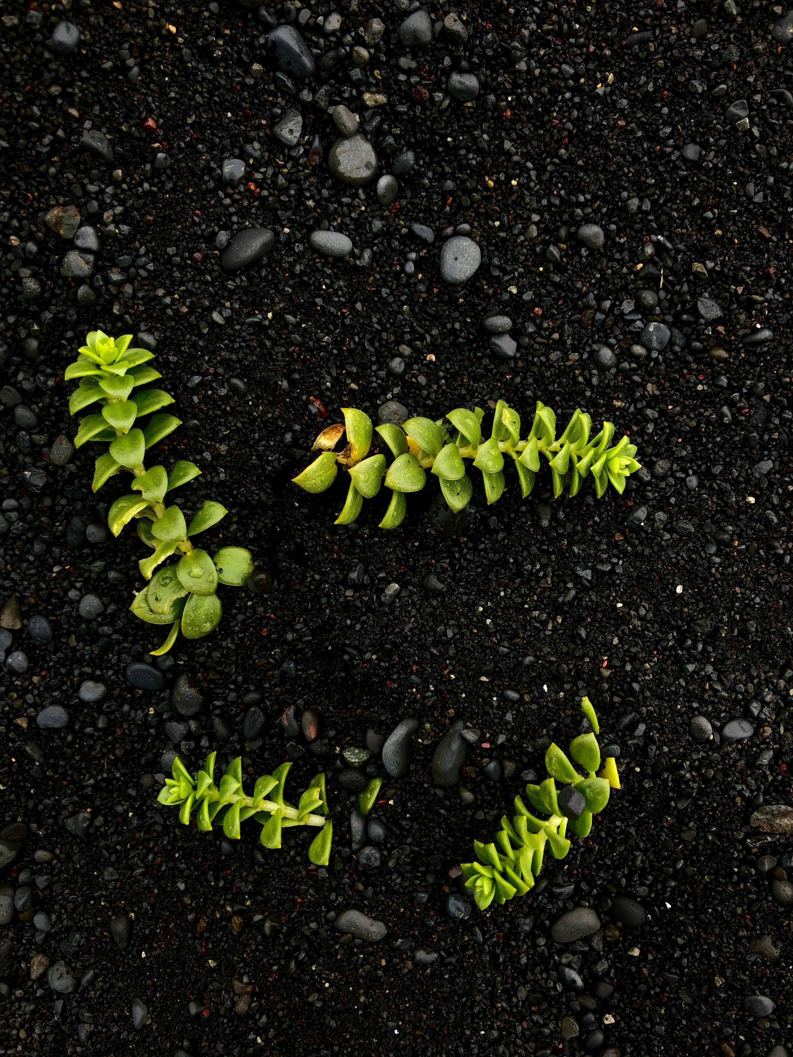 These plants growing in the black sand (Reynisfjara beach, Iceland) r