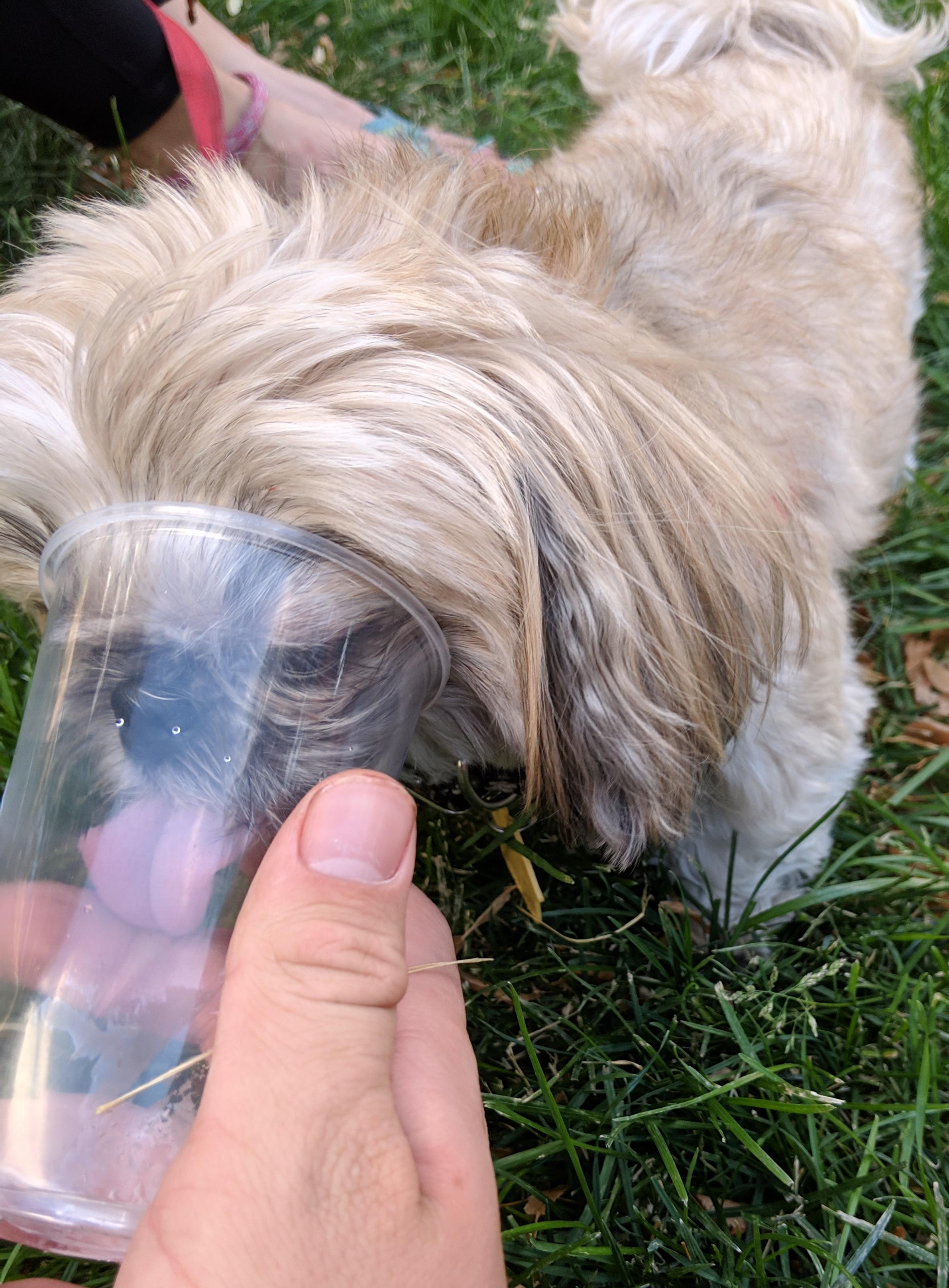 My dog sticking his head in a cup r/aww