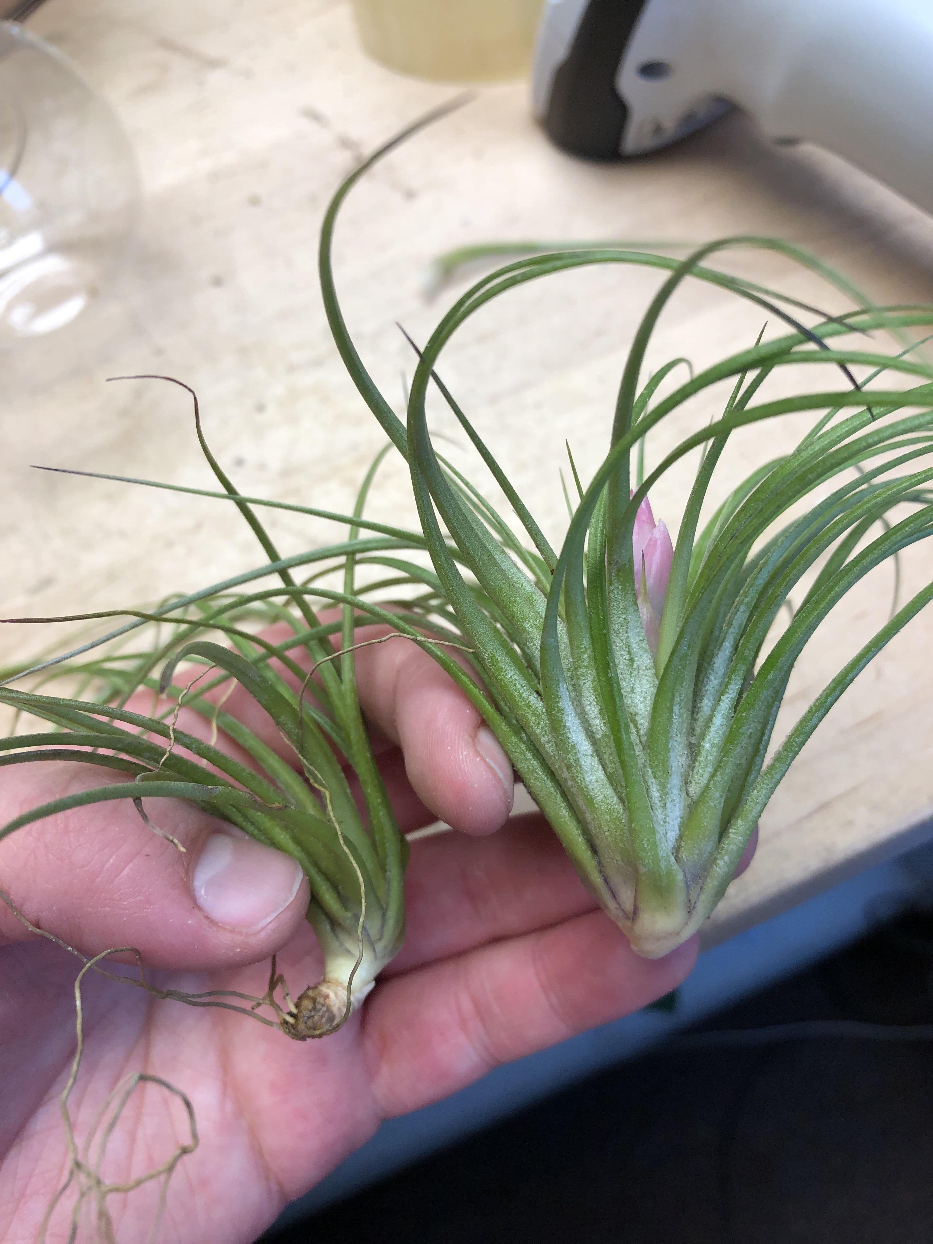 Help will my airplant survive? I accidentally separated the roots
