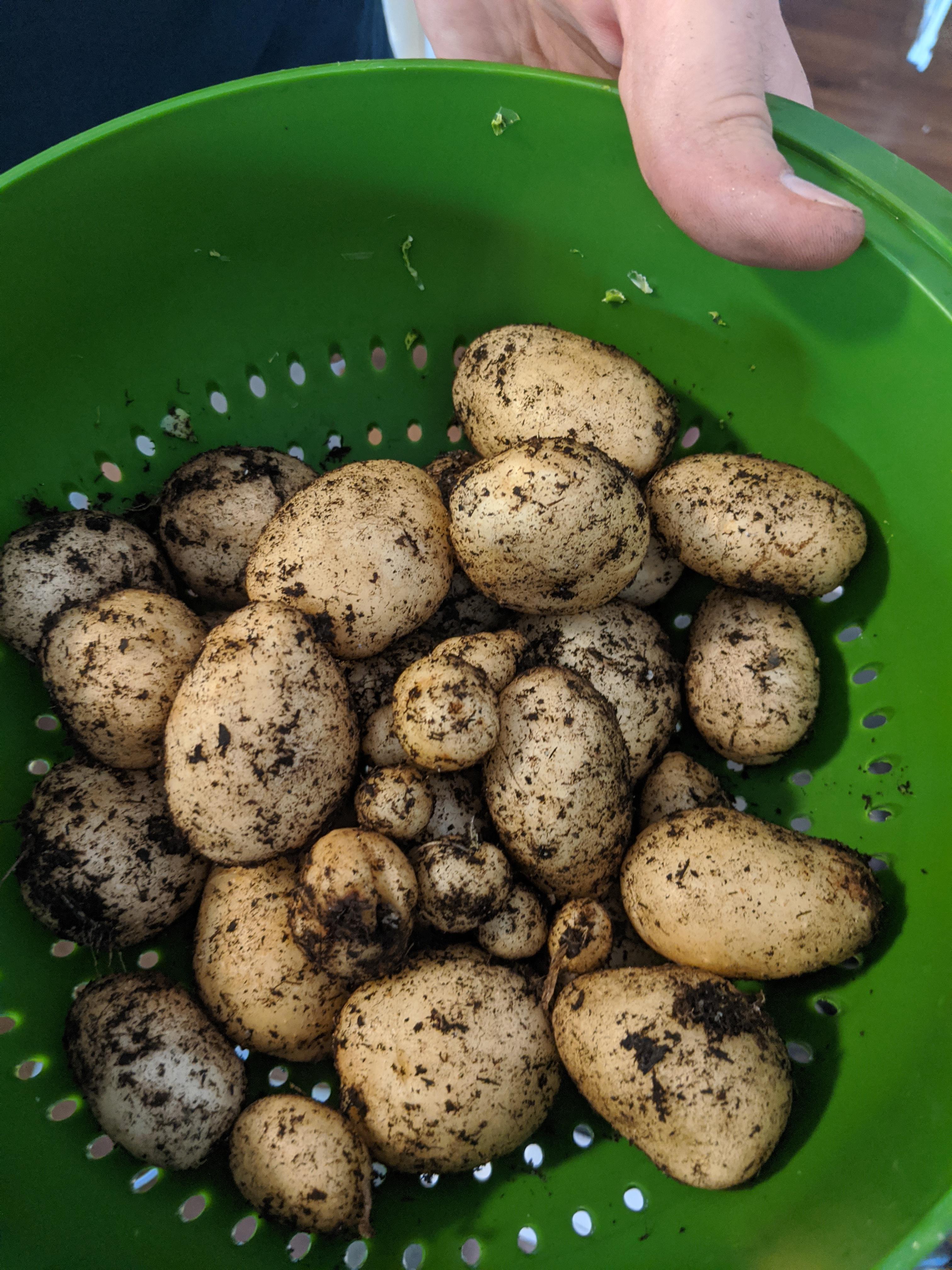 A bit early to harvest potatoes, but they started to die back very