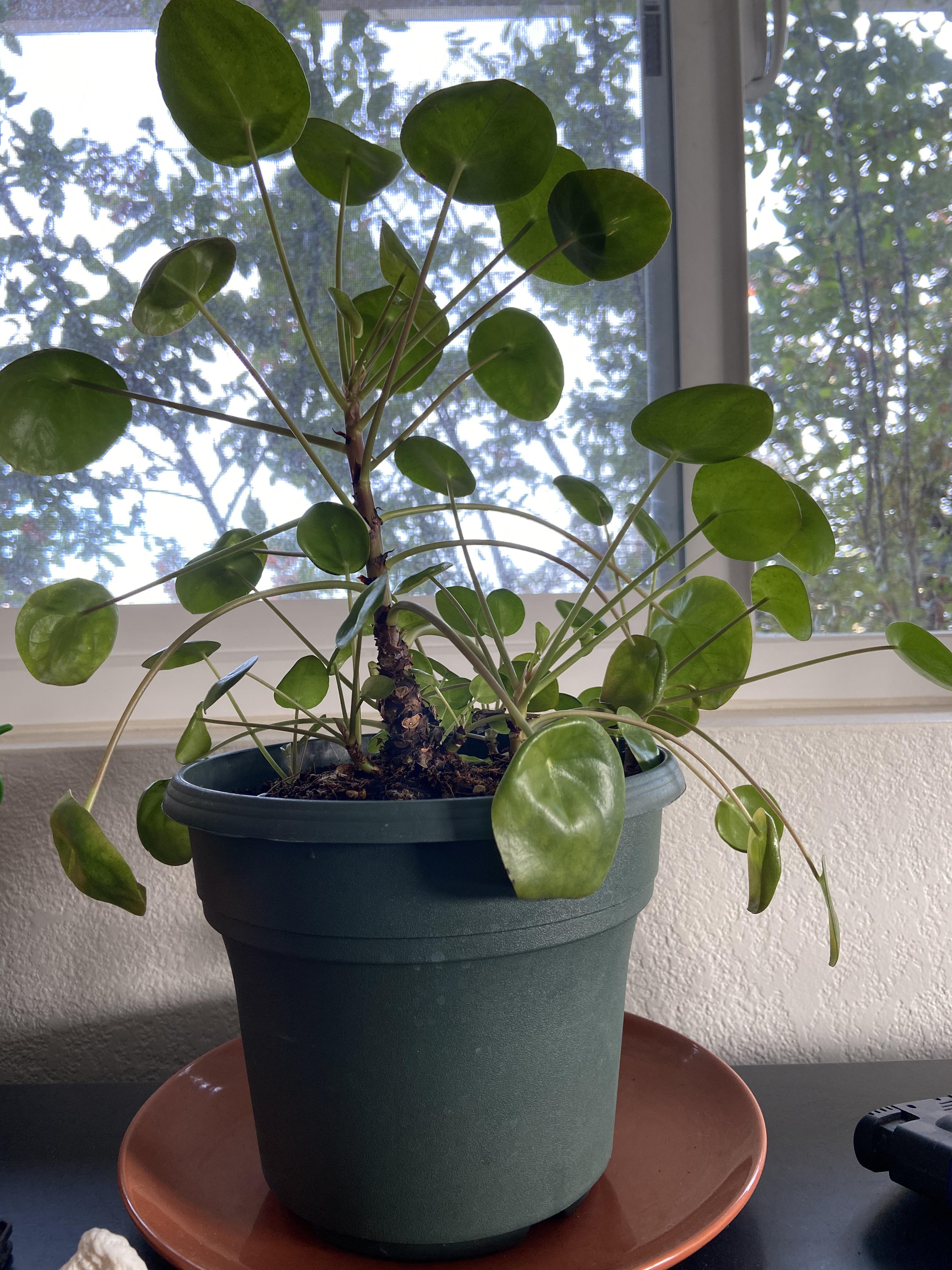 Why is my Chinese money plant drooping? r/plants