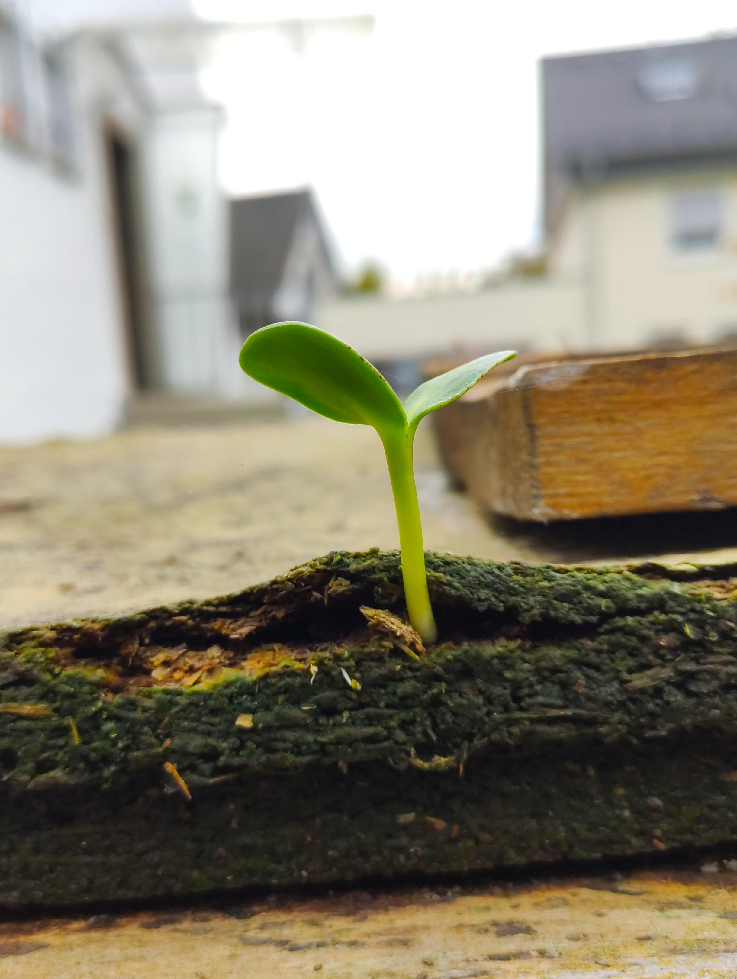 Seedling growing on old wood r/pic
