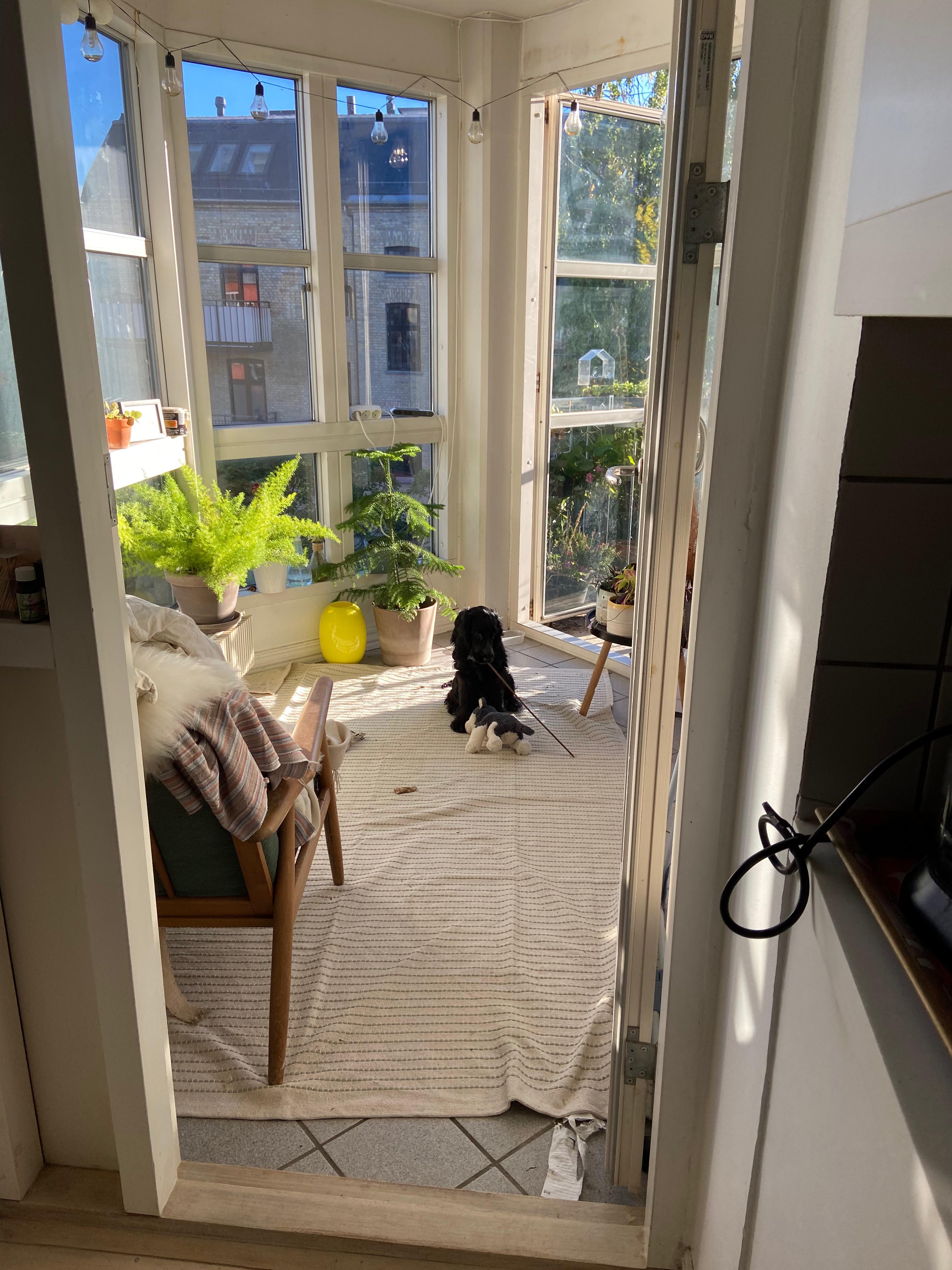 The sunroom in my apartment r/CozyPlaces