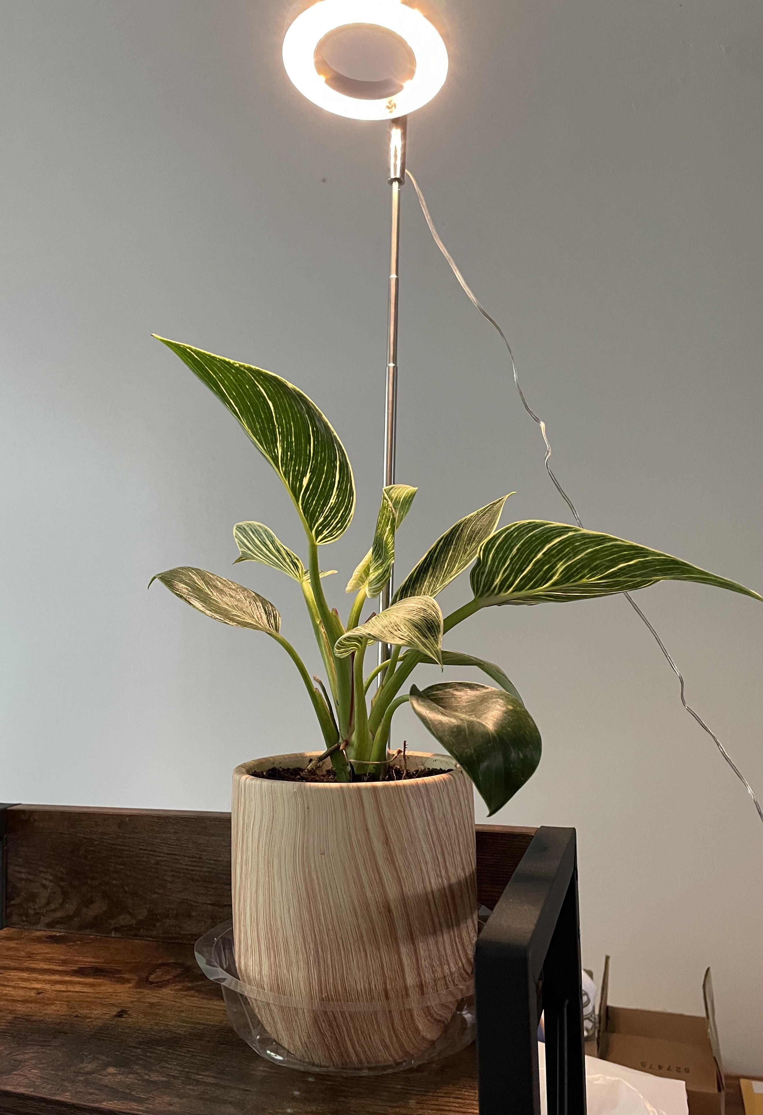 Bought a full spectrum grow light for my office plant. Timer does not