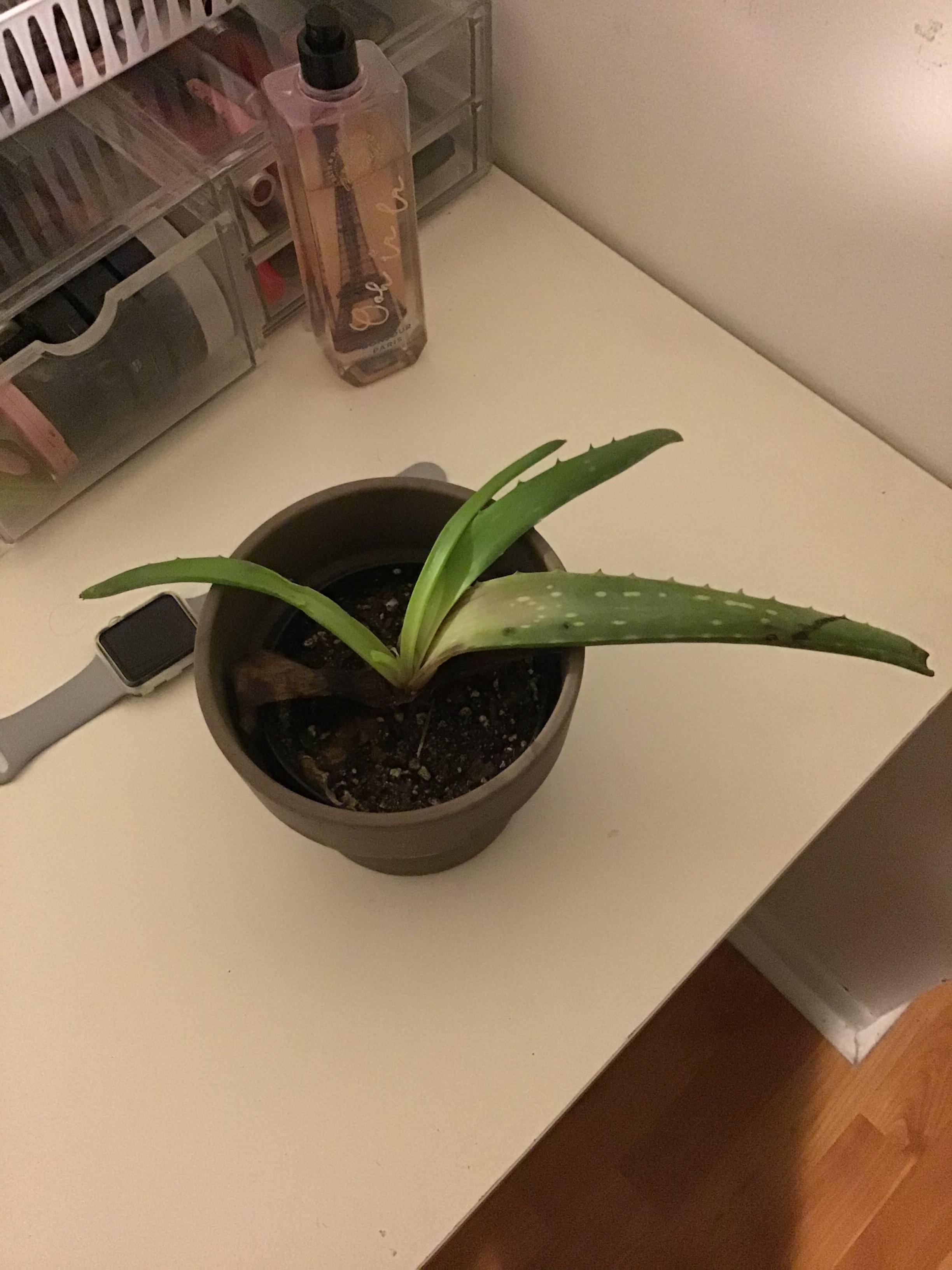 My friend was moving and found a nearly dead Aloe Vera plant that she