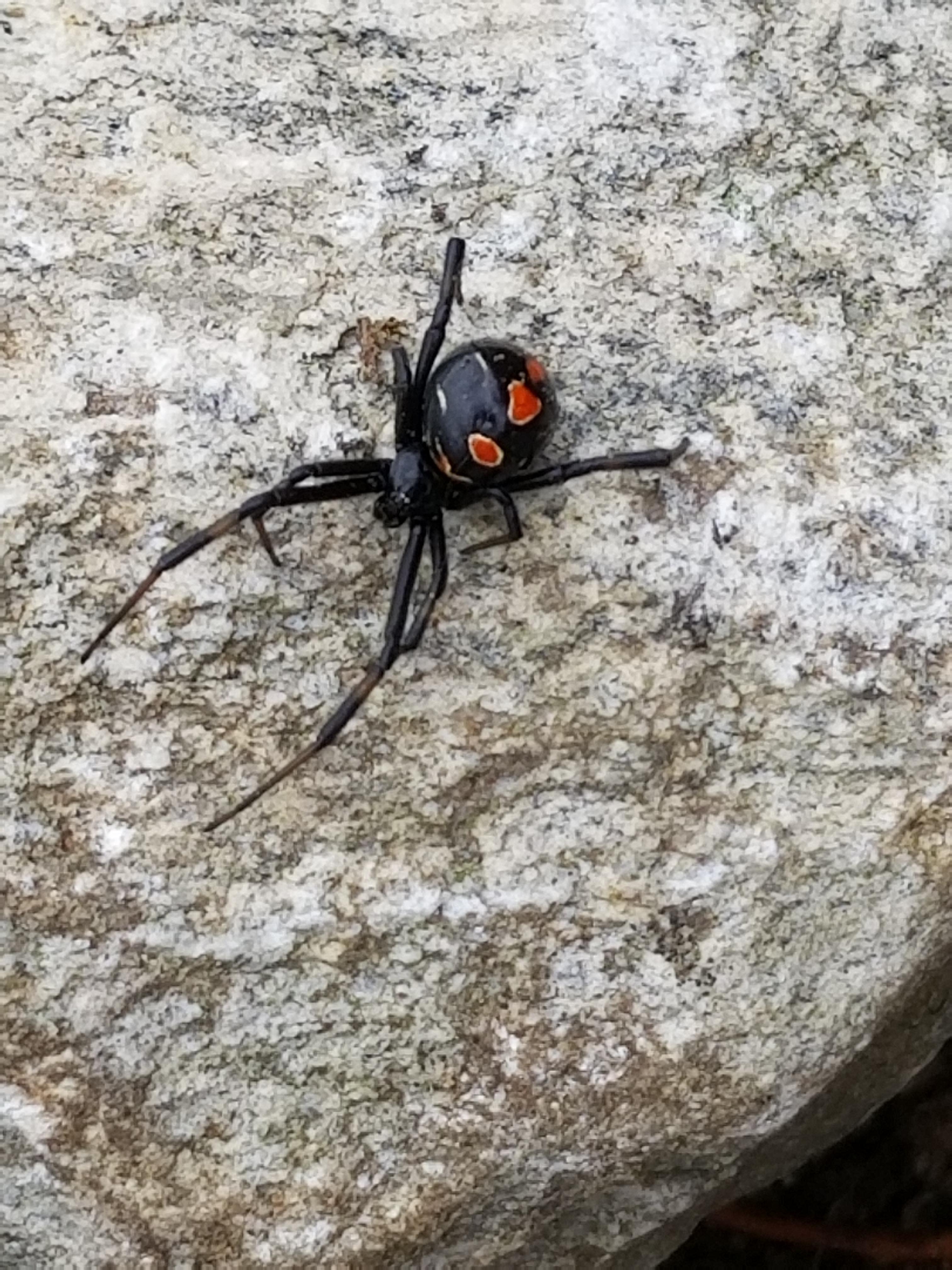 Any idea what this spider is? Located in Western North Carolina. Looks