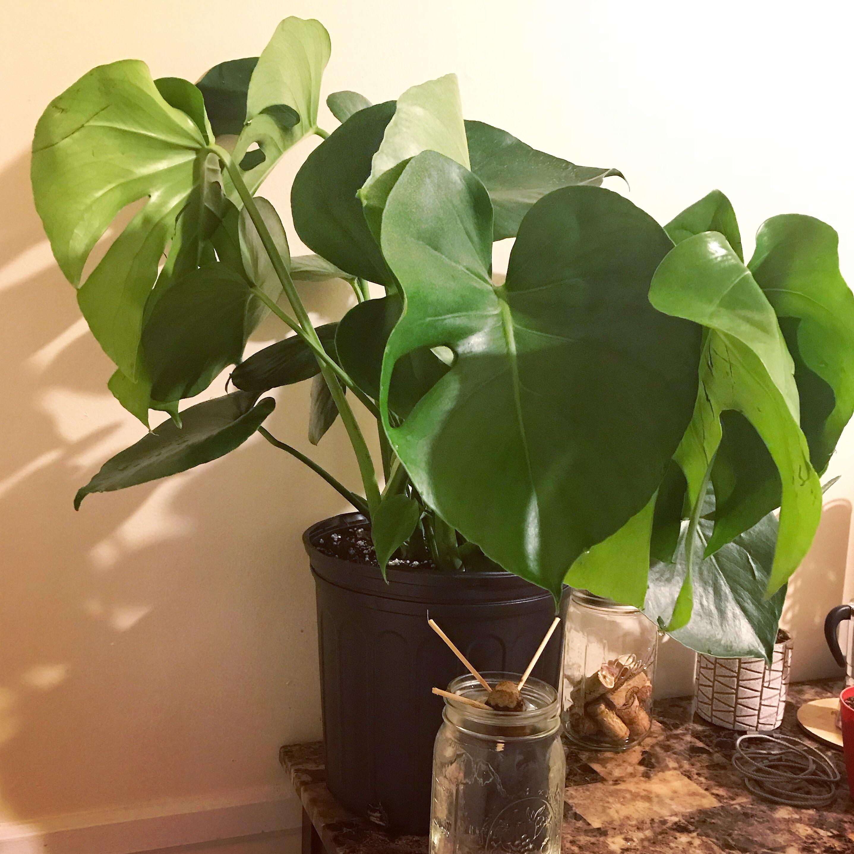 Found this beauty at my local Kroger yesterday! r/houseplants