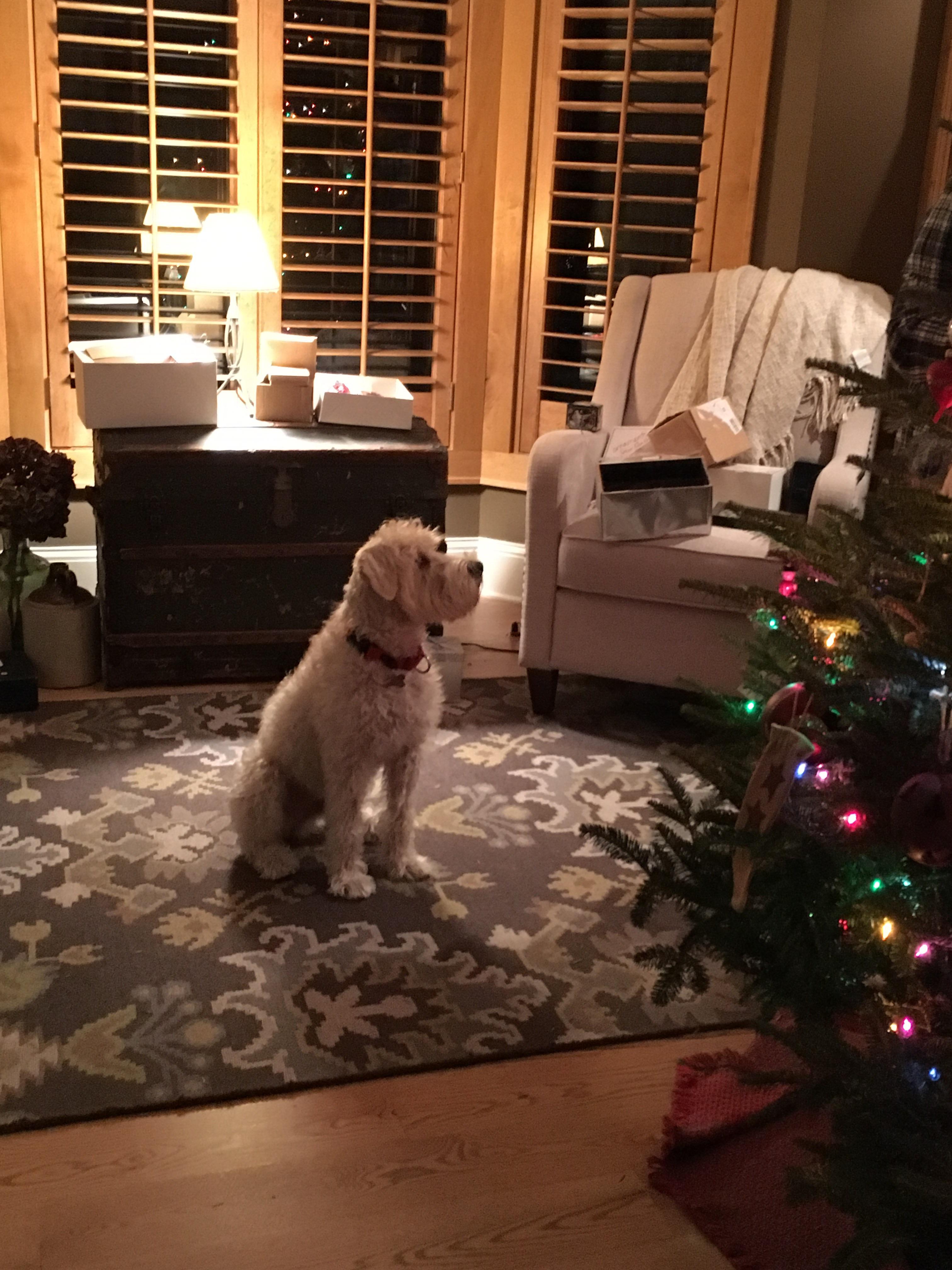 Ziggy Christmas 2023 Ziggy regards his first Christmas Tree Wheatens