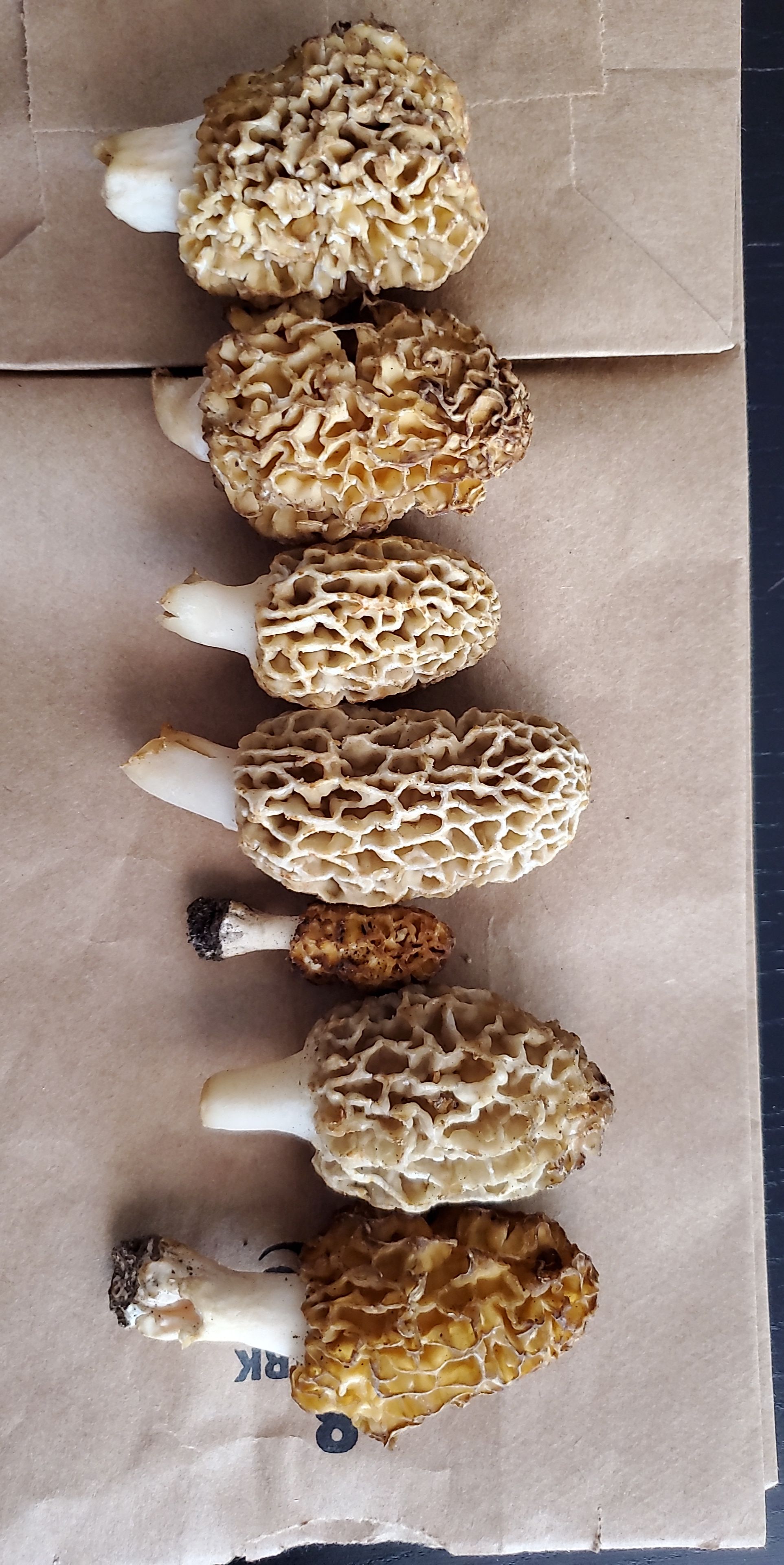 First ever morel haul! (Kansas) r/Morel_Hunting