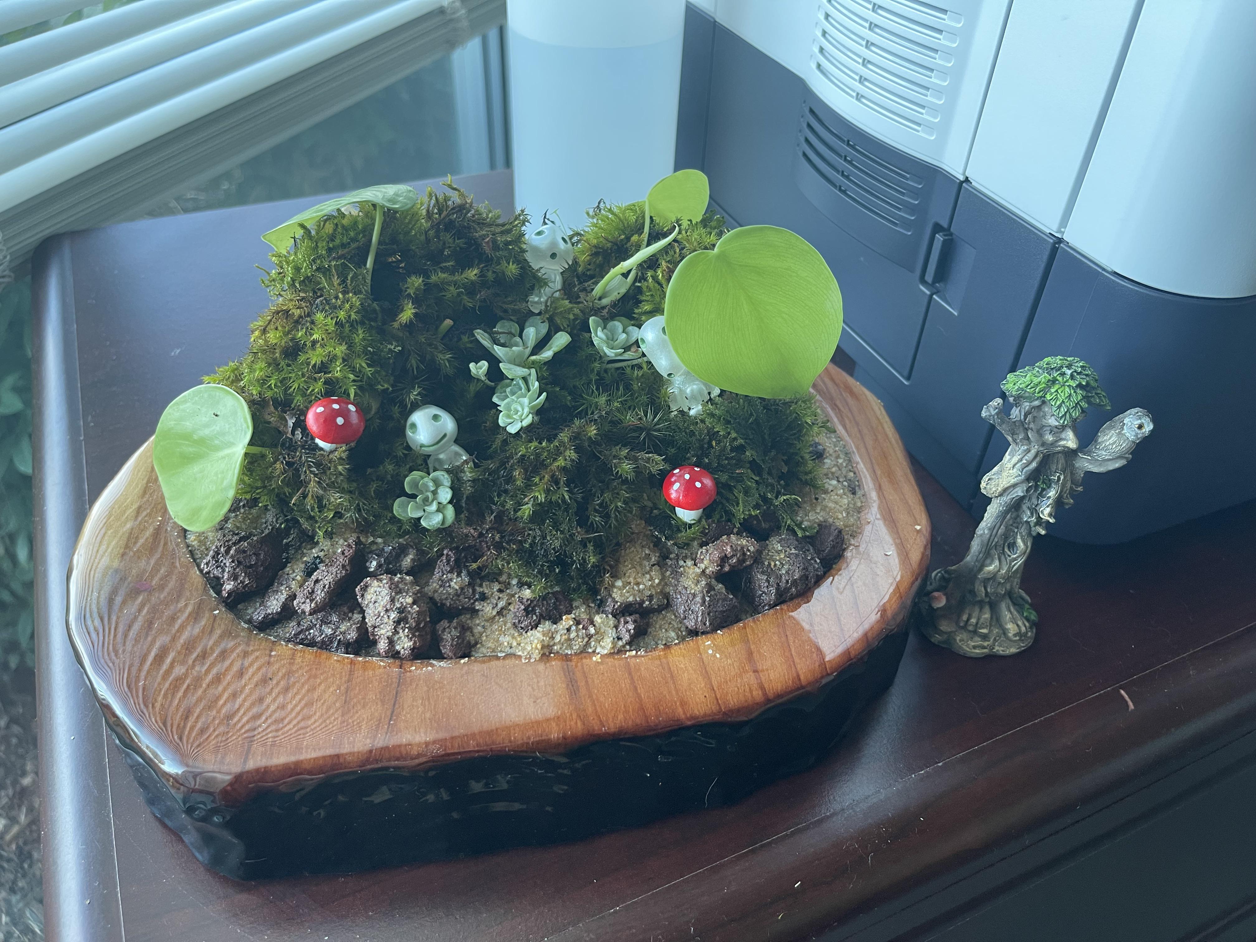 Open topped terrarium I made for my office. r/terrariums