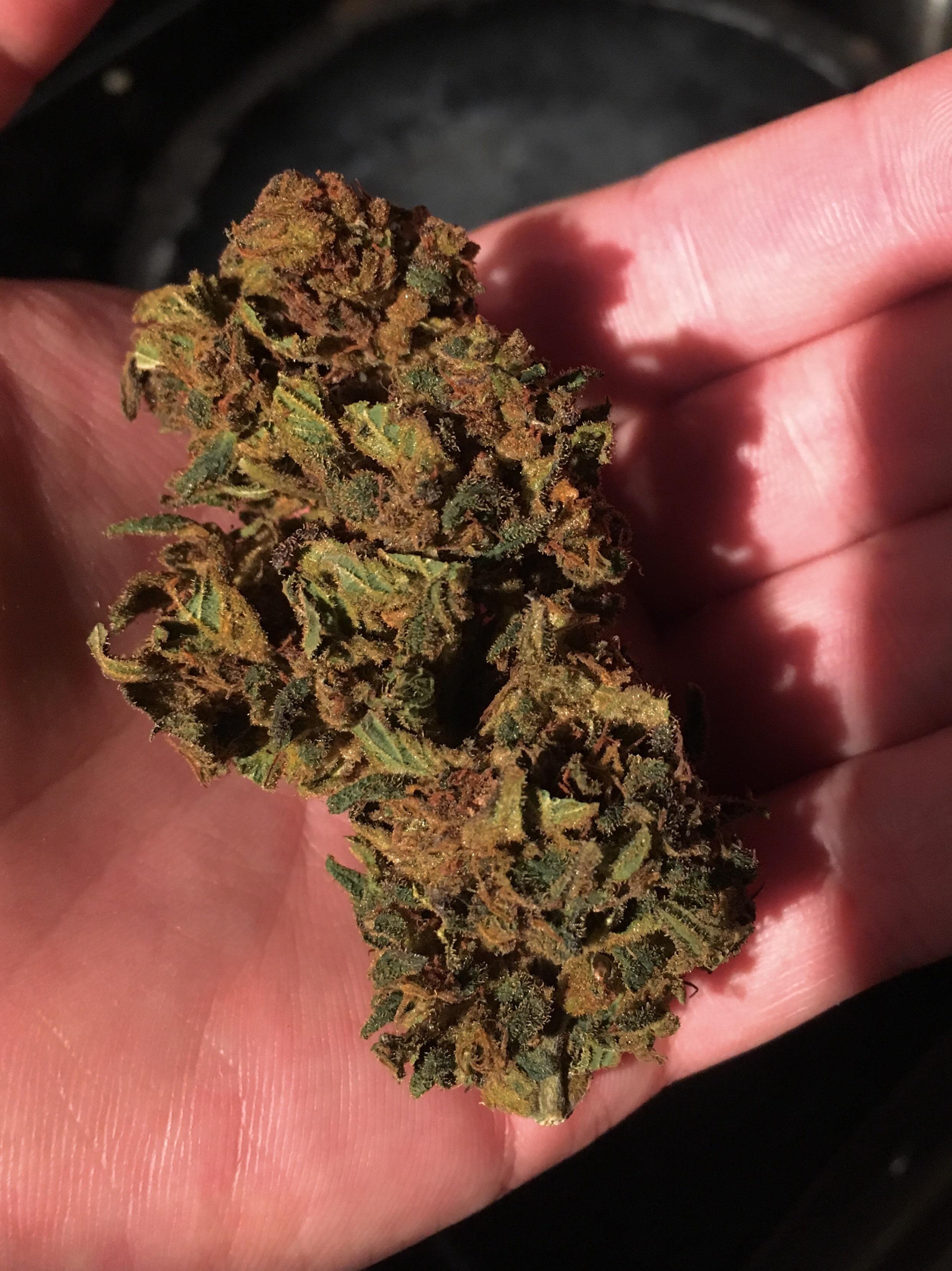 I grabbed 3 strains of raw hemp flower from a local farmer. It’s my