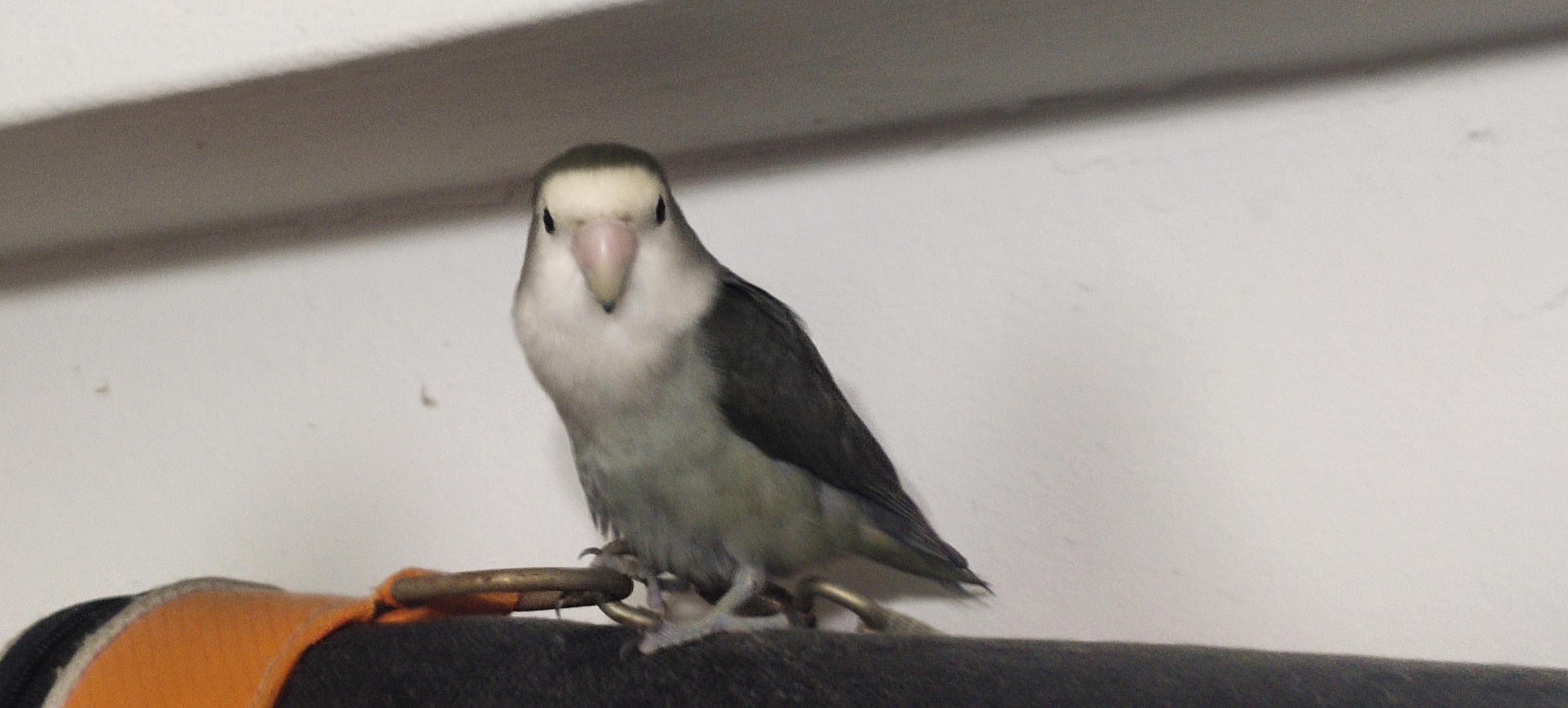 Hi, I posted a photo of my 2 lovebirds a few days back asking for the