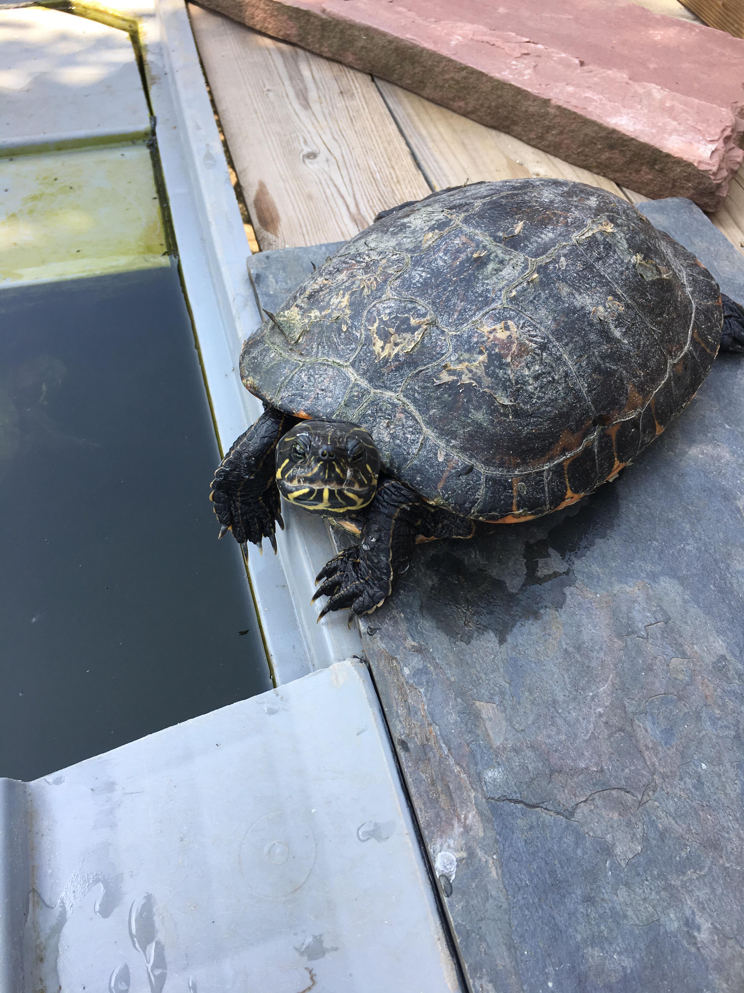 Is there something wrong with it’s shell? r/turtles