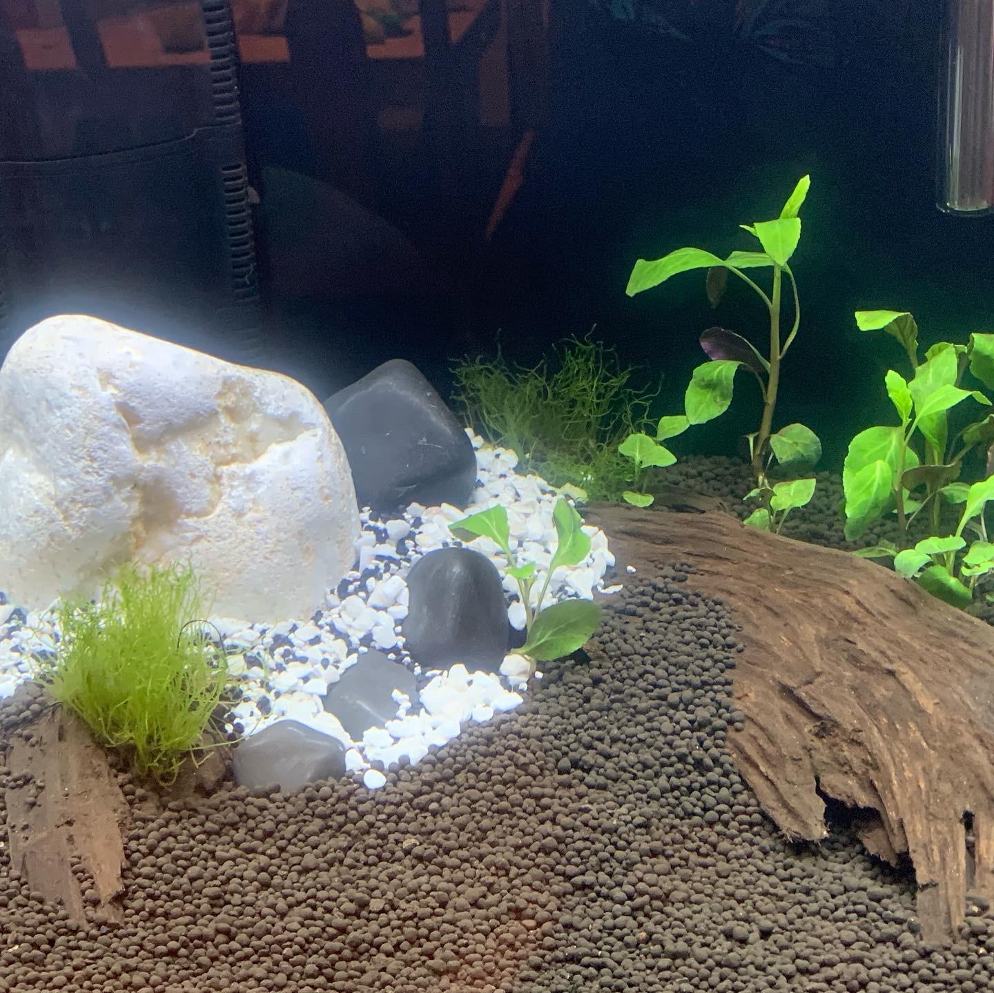 10+ Tropical Aquascape PNG Aqua Scape Design