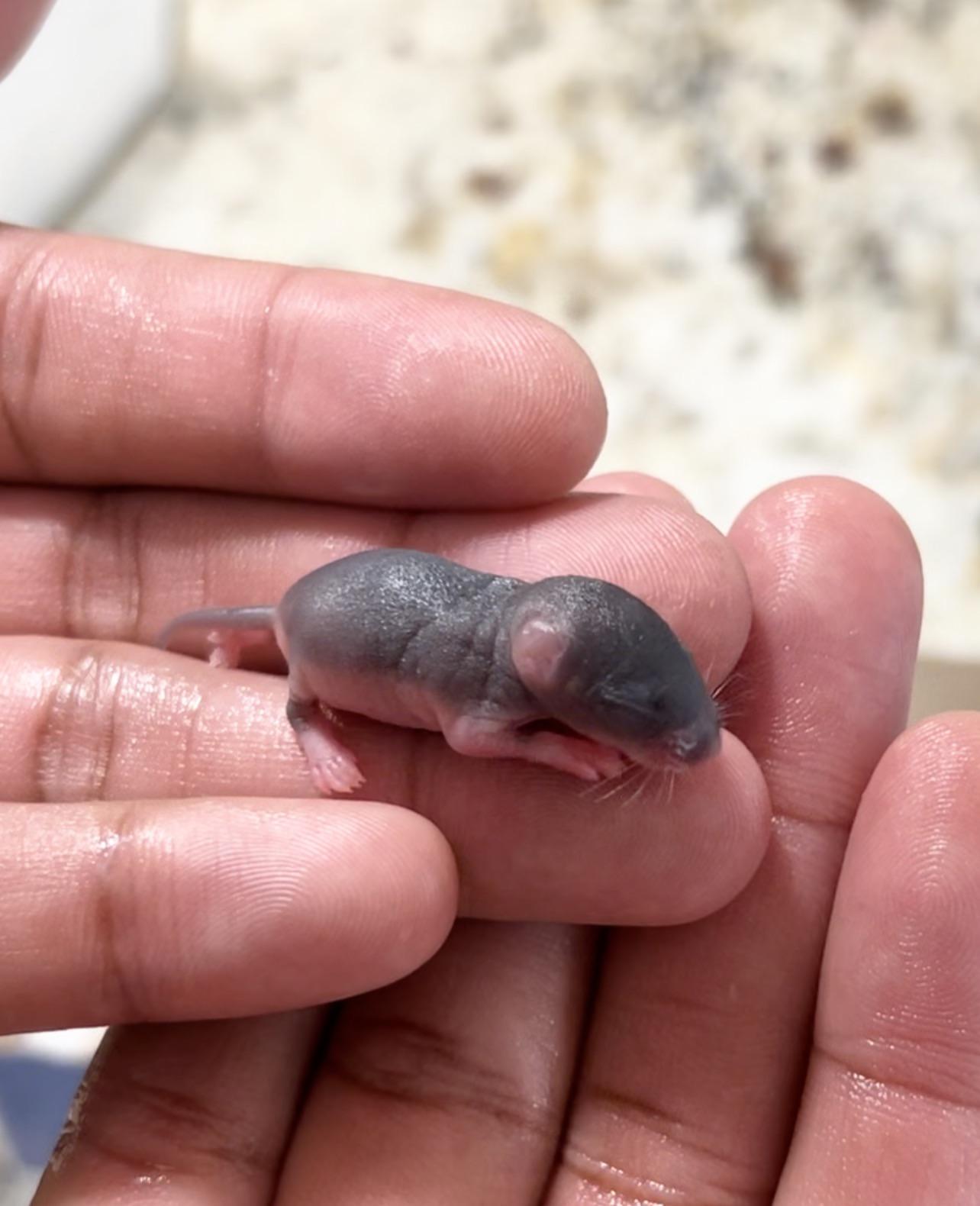 UPDATE on the little baby mouse/rat I found yesterday. So far so good
