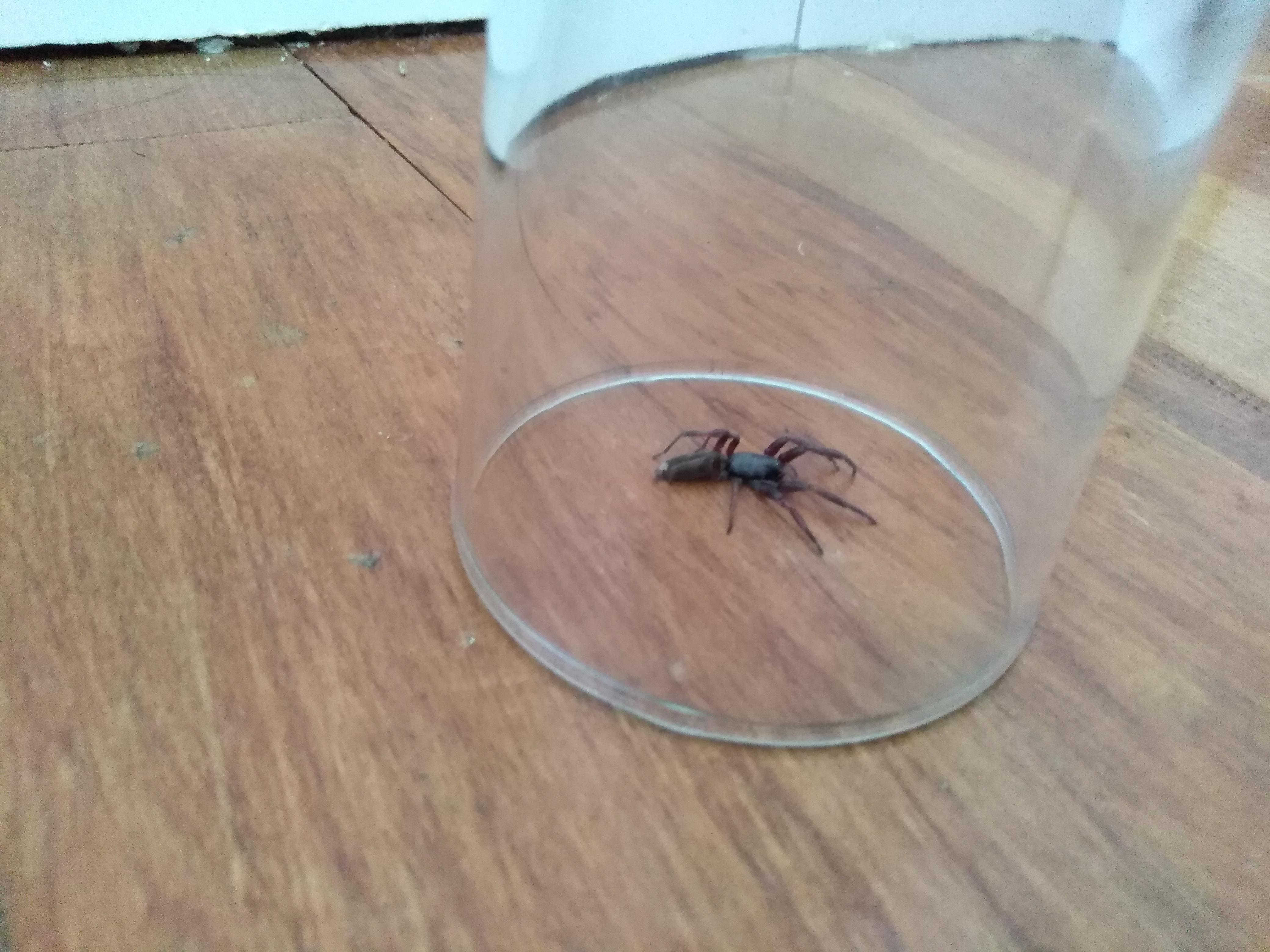 What Does A White Tail Spider Bite First Look Like