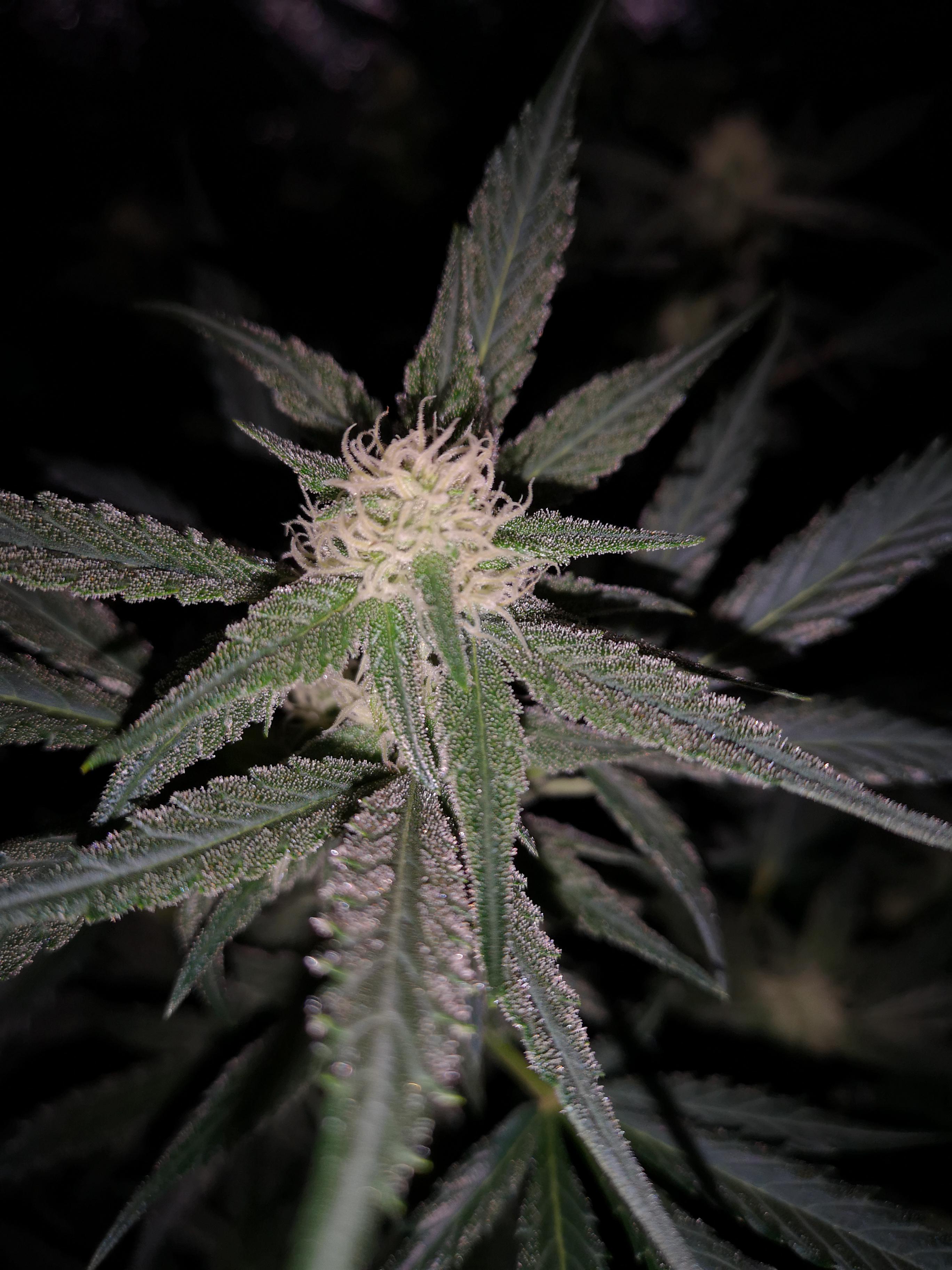 Update Green Poison XL auto. Sweet seeds. Day 63. r/Autoflowers