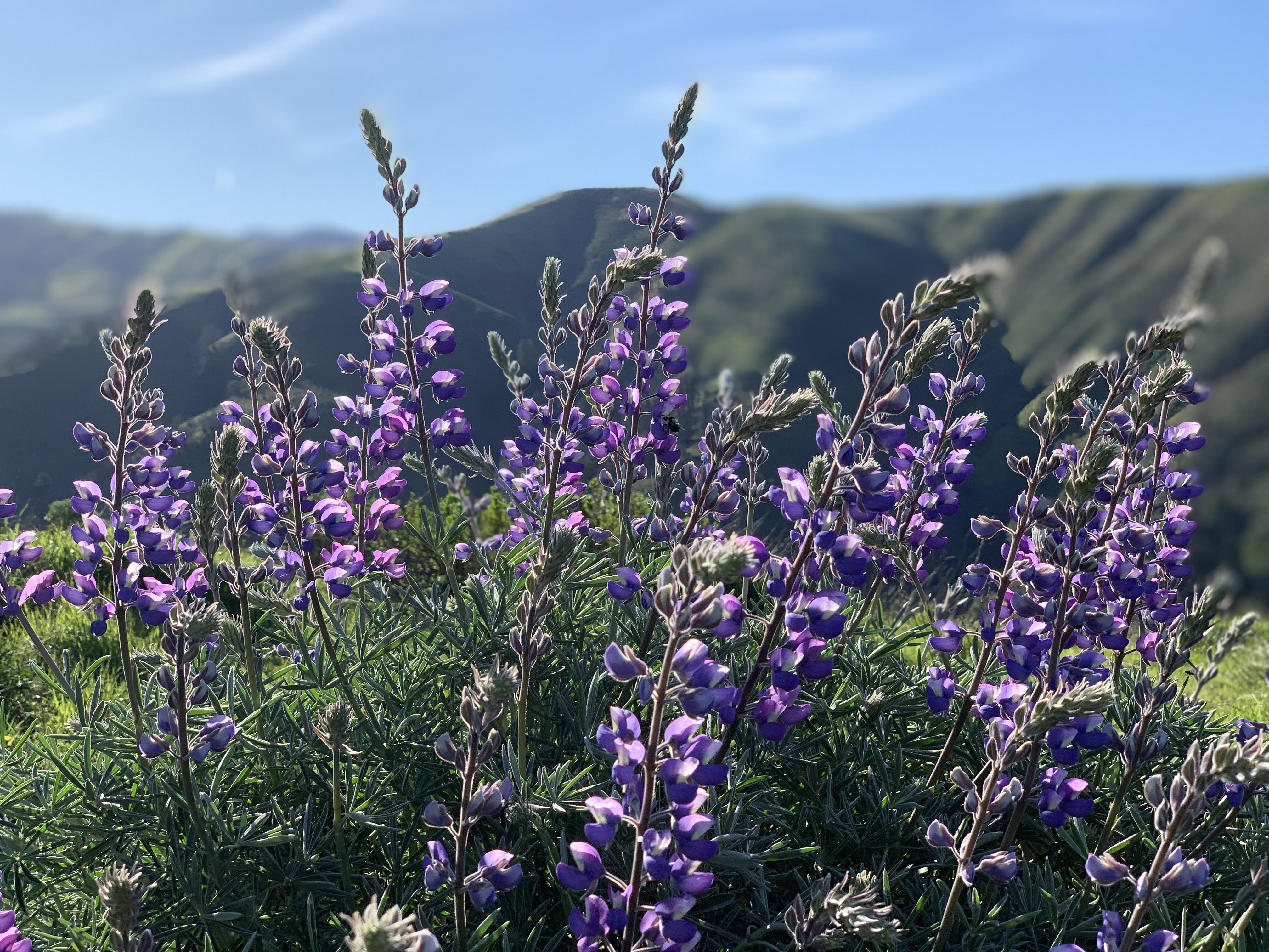 Wildflowers starting to bloom at Garrapata (1000ft up) r/MontereyBay