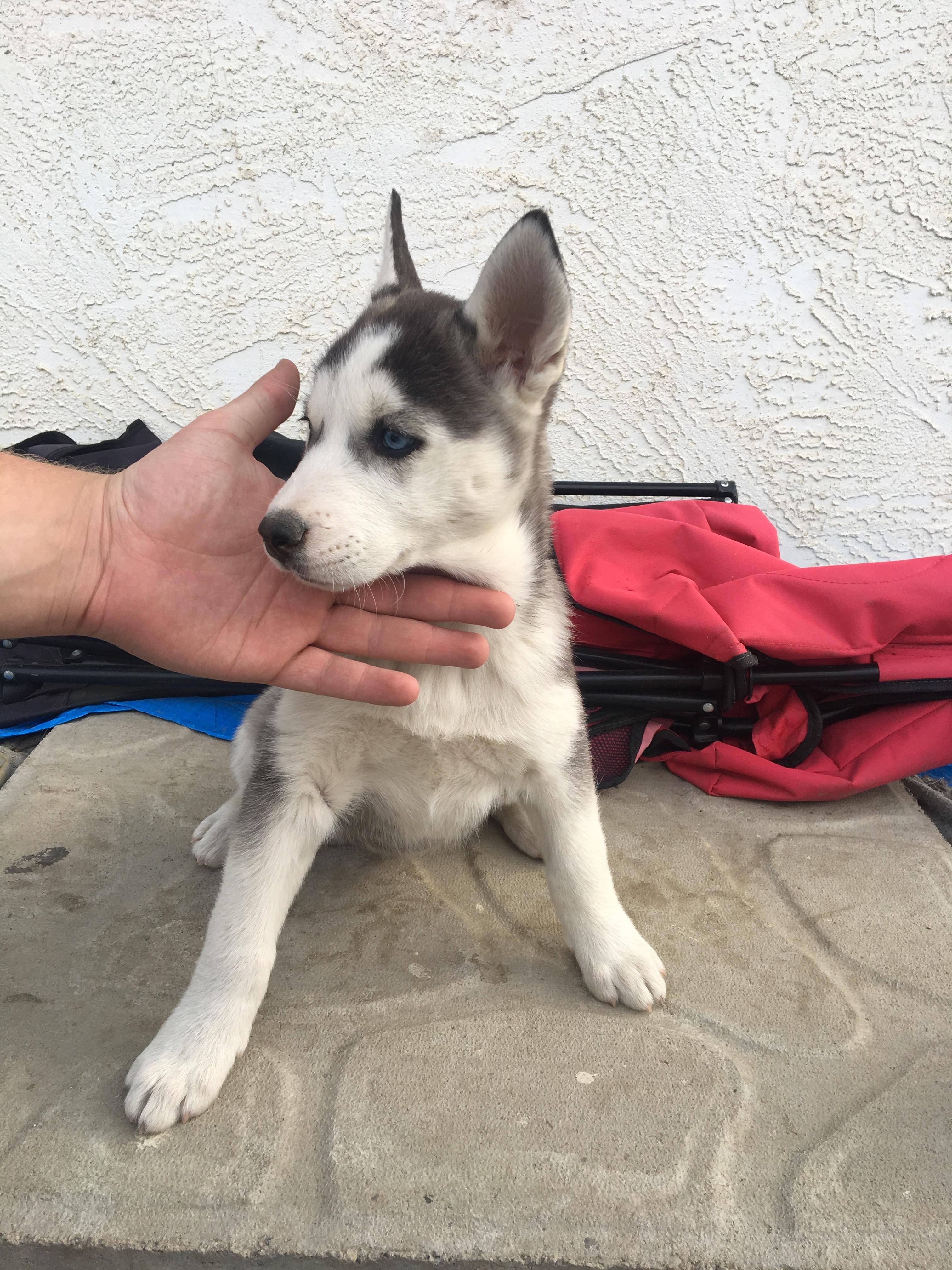 4/8 of those husky puppies y’all loved so much! 8 weeks old! https